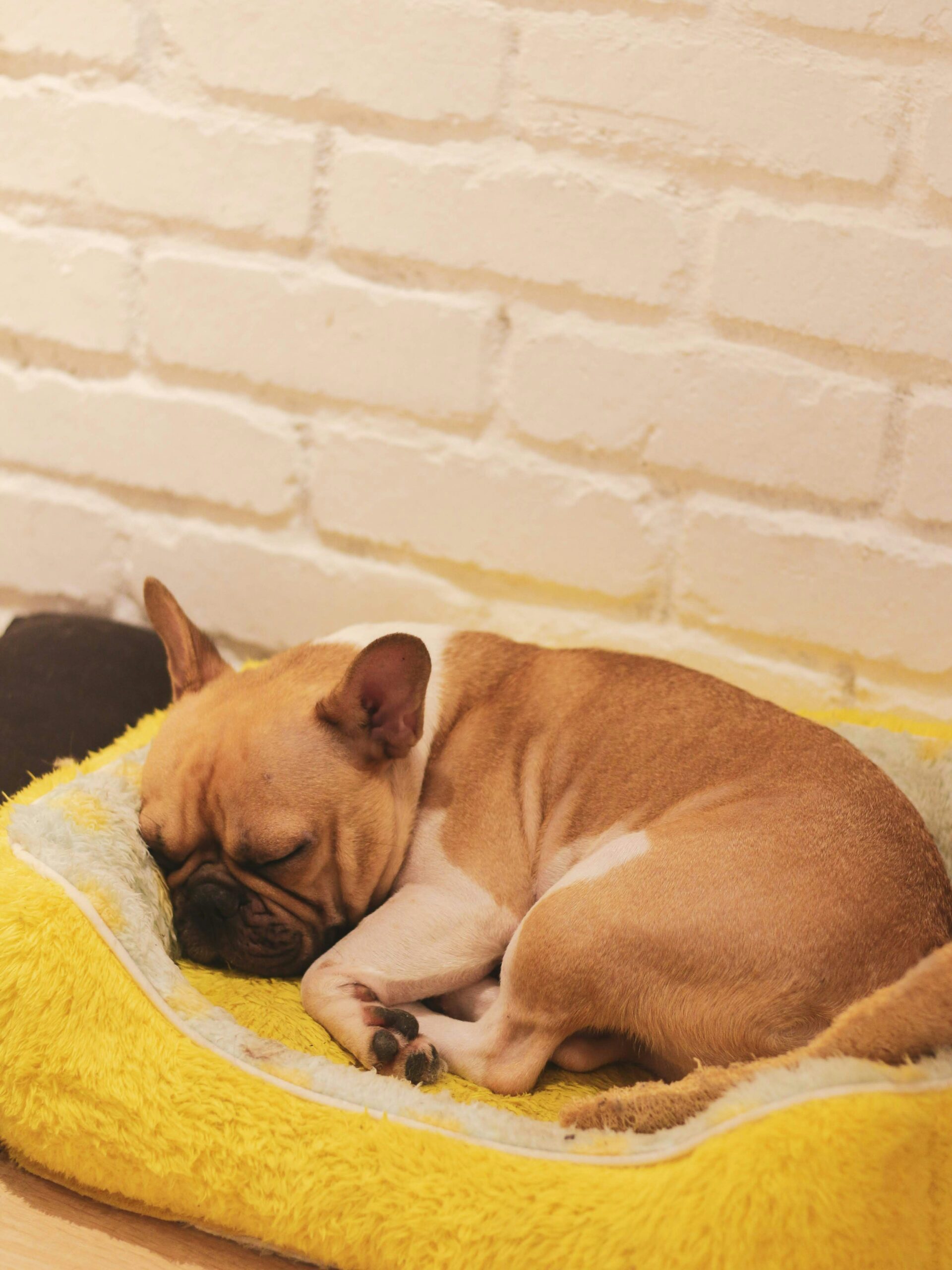 French Bulldog sleeping peacefully in a cozy yellow dog bed near a white brick wall