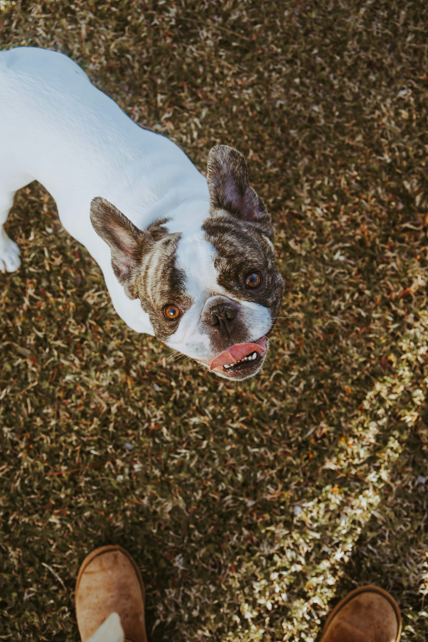 Playful French Bulldog with white and brindle coat looking up at the camera on a grassy field
