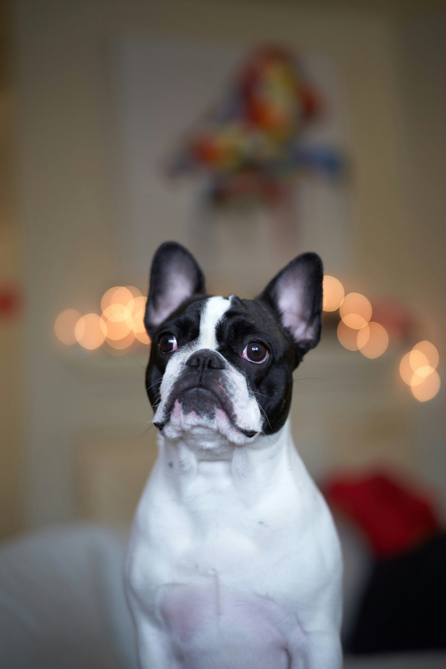 French Bulldog with black and white coat sitting indoors with warm lights in the background