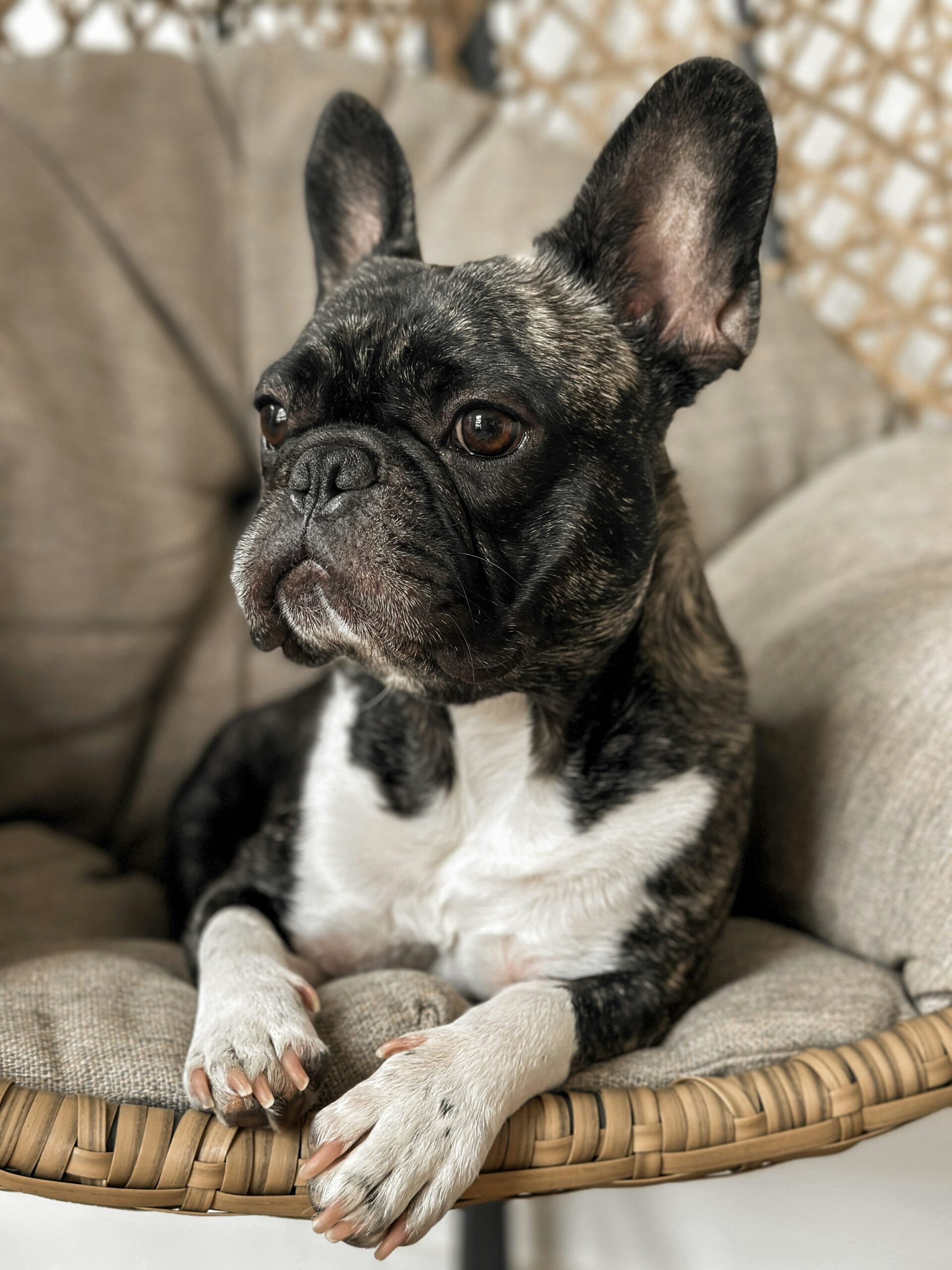 Brindle French Bulldog lounging on a beige cushioned chair, front paws crossed