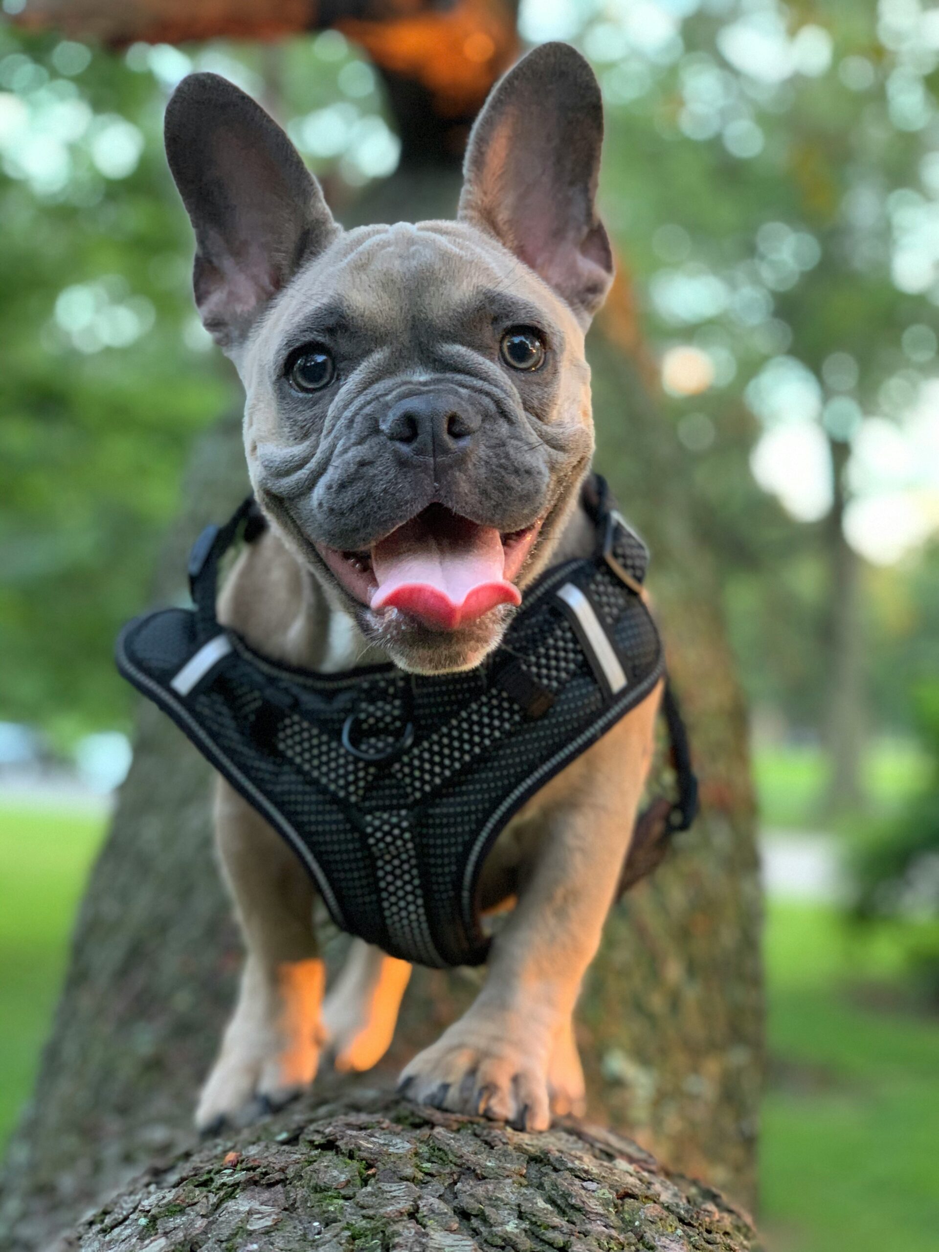 Smiling French Bulldog standing on a tree trunk wearing a black harness, outdoors