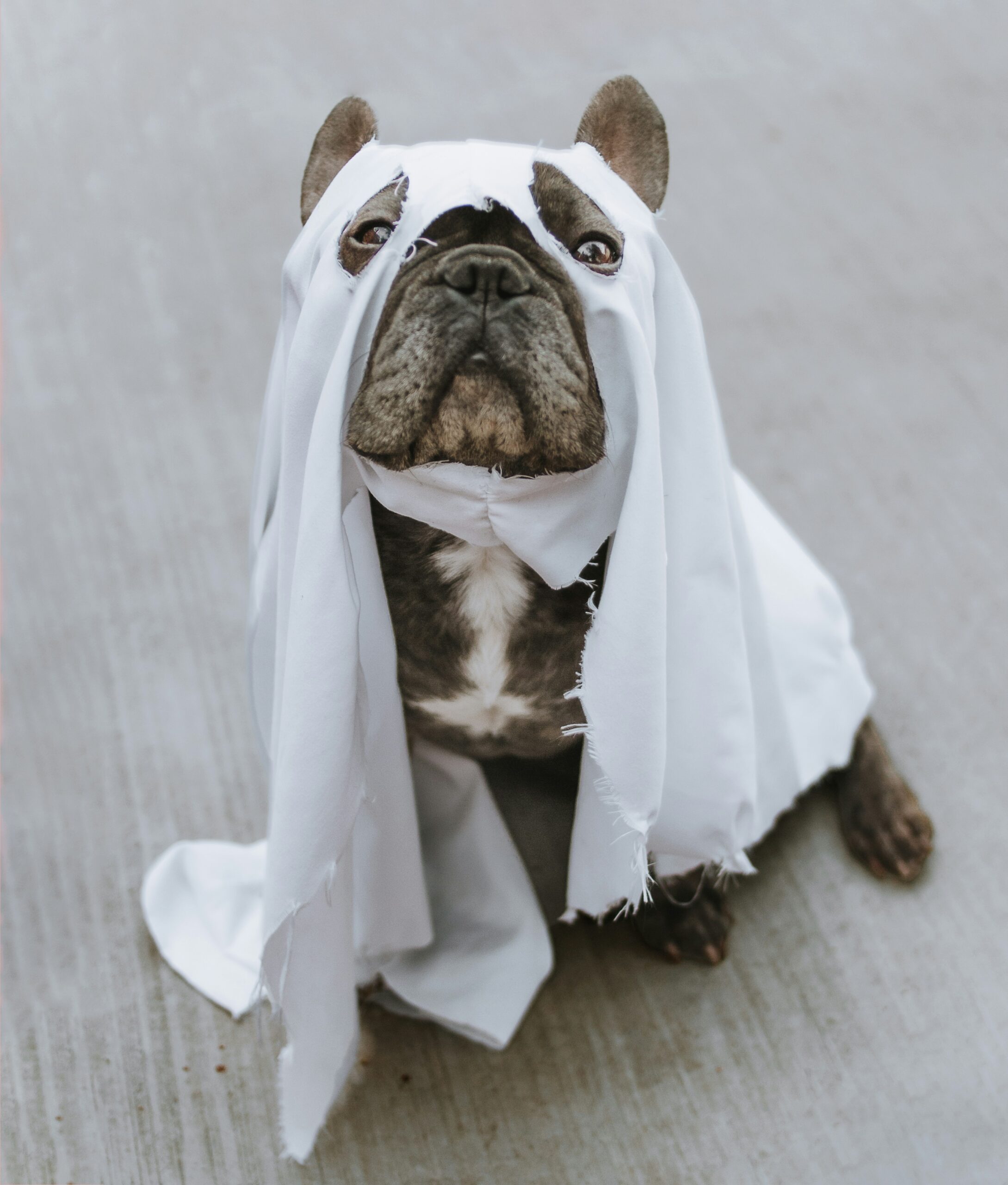 French Bulldog dressed as a ghost for Halloween, wearing a white sheet costume, sitting on a concrete surface.