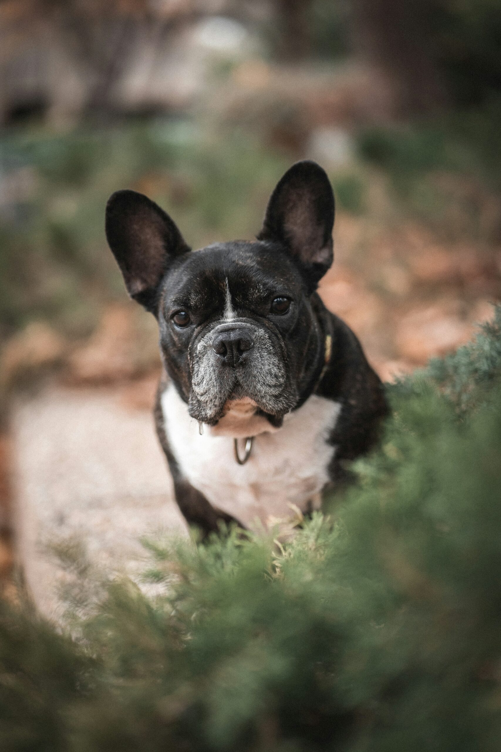 Serious French Bulldog standing in a bushy garden with intense look