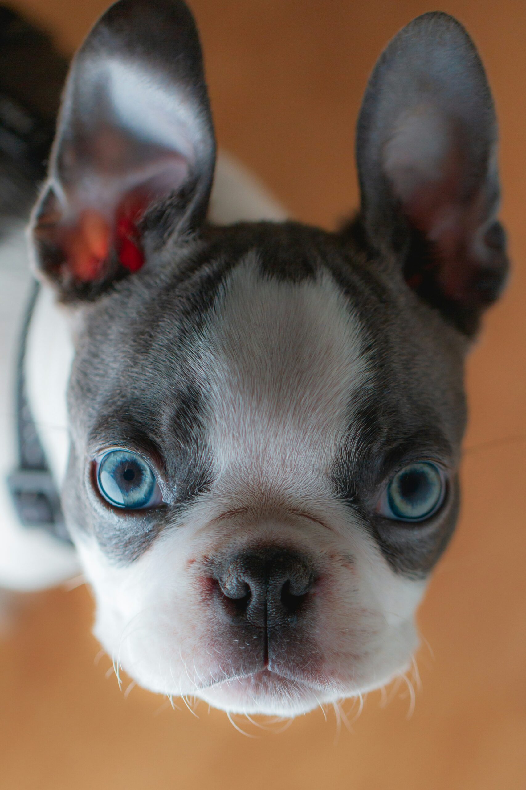 Close-up of French Bulldog with striking blue eyes looking directly at the camera