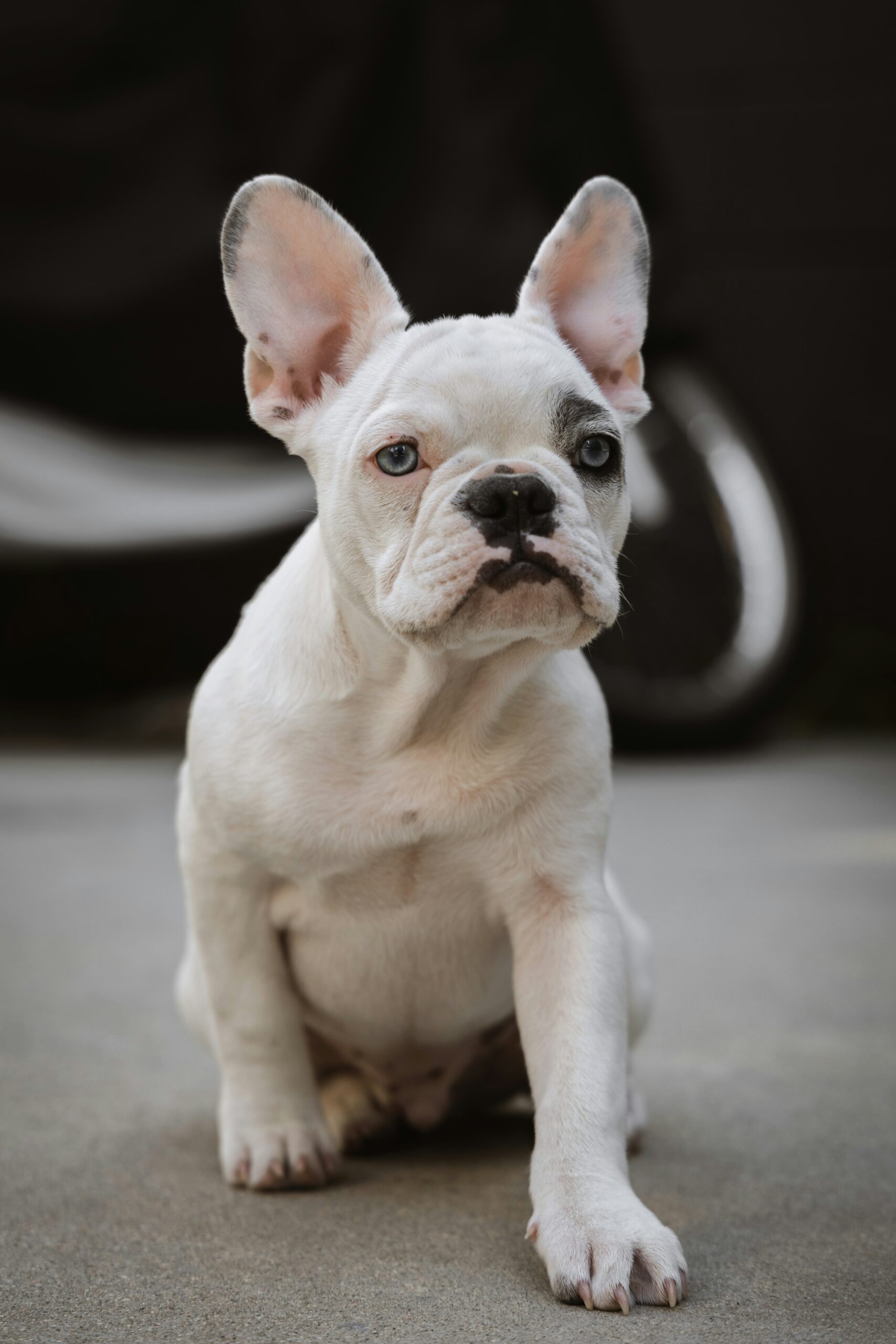 White French Bulldog puppy sitting on pavement with a serious expression