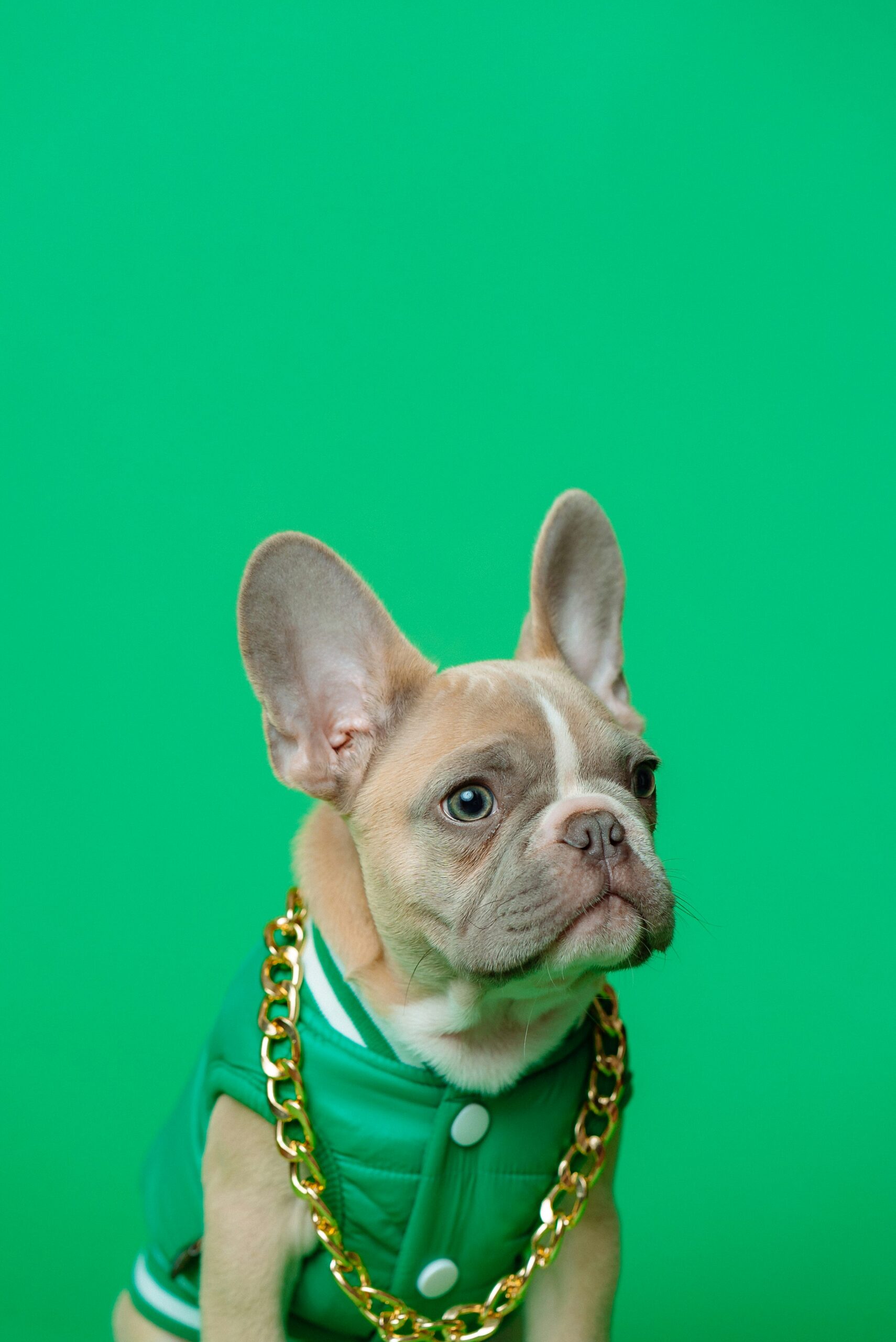 French Bulldog wearing green jacket and gold chain against a green background