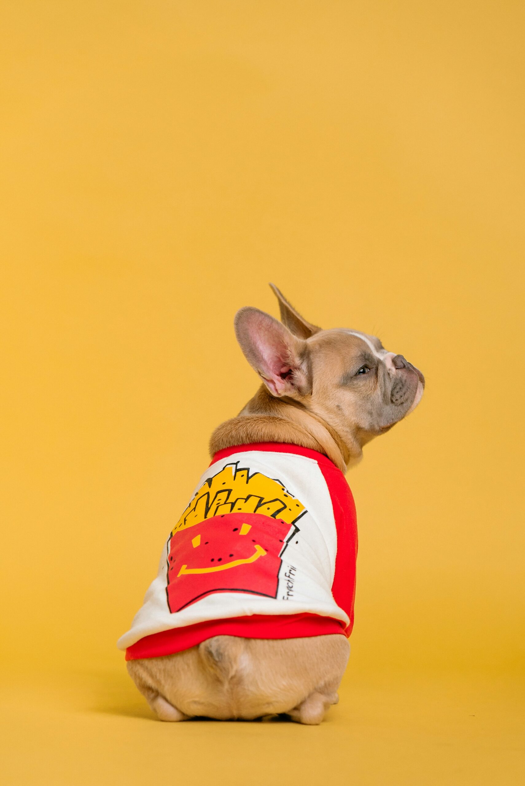 French Bulldog wearing a fries-themed shirt looking backward on yellow background