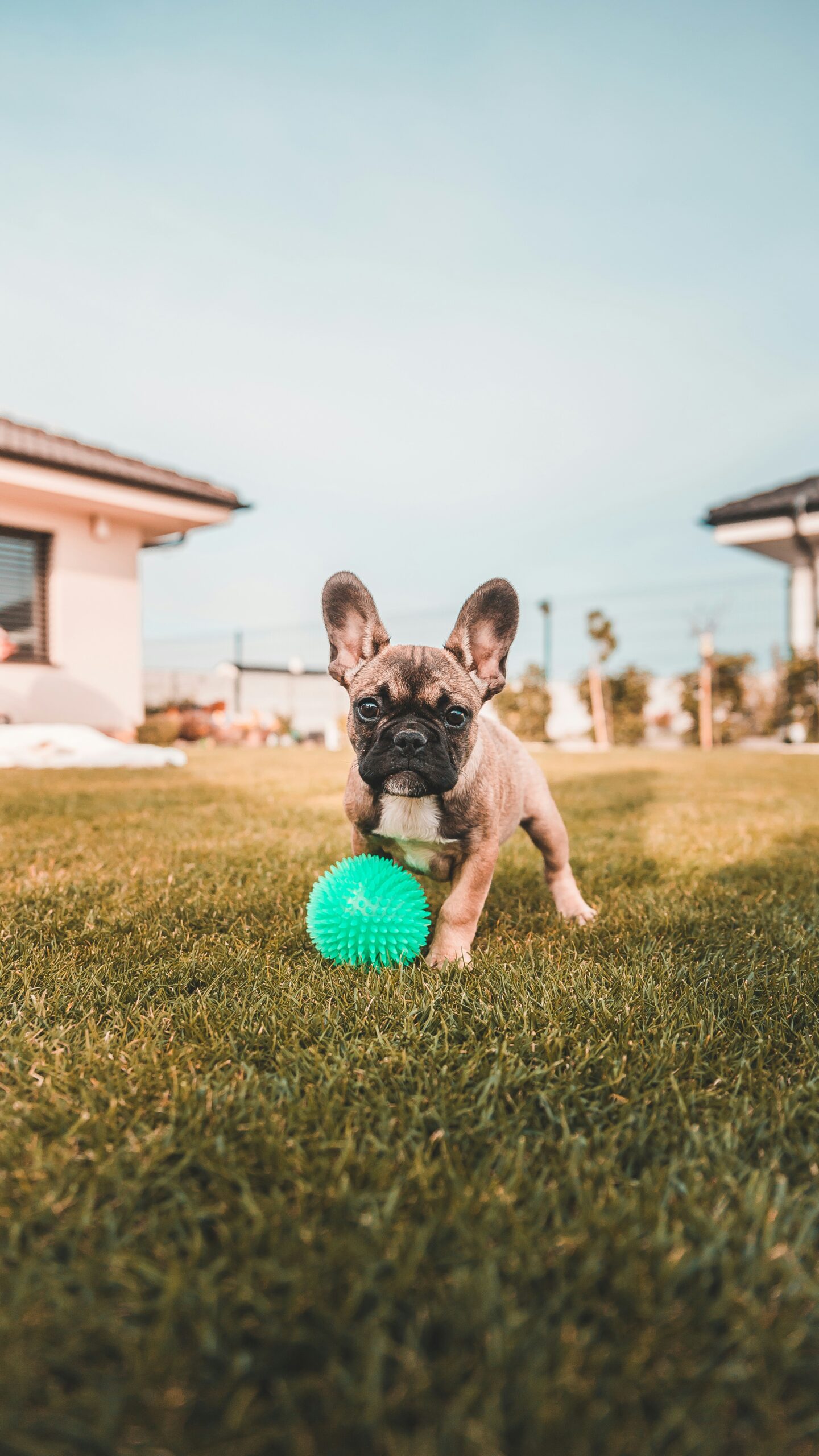 French Bulldog puppy playing with green spiky ball on the grass in backyard