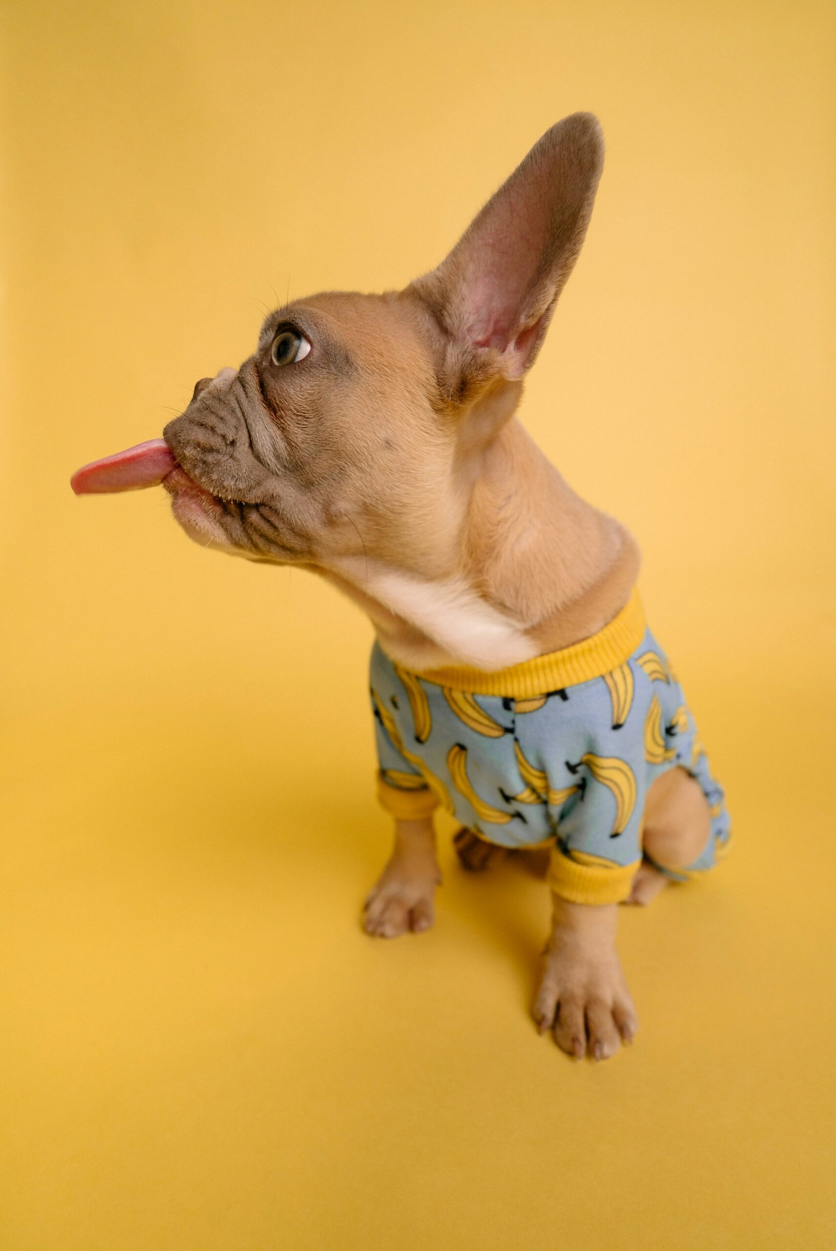 French Bulldog wearing banana-print pajamas with tongue out on yellow background