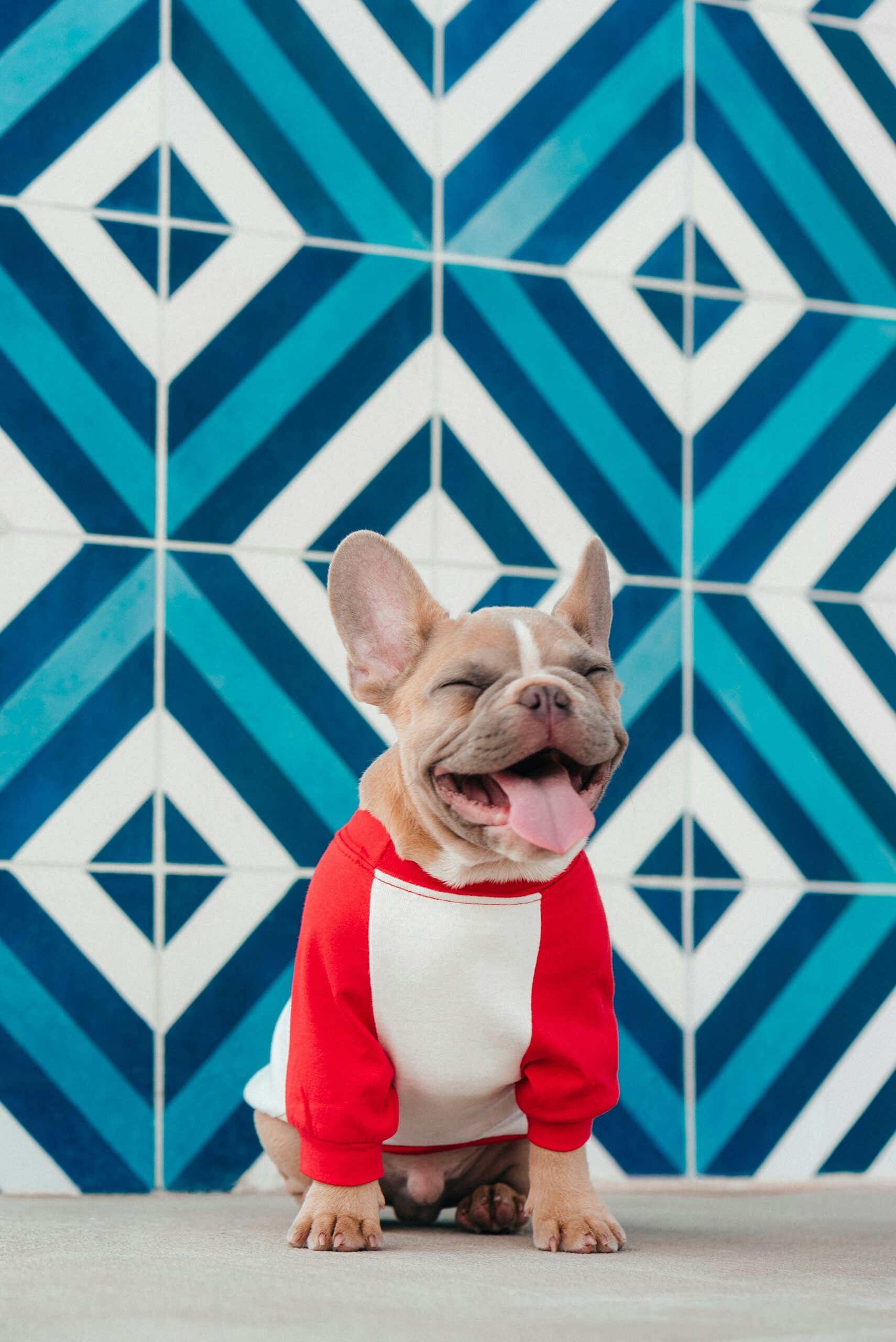 Happy French Bulldog wearing red and white hoodie posing in front of blue patterned wall