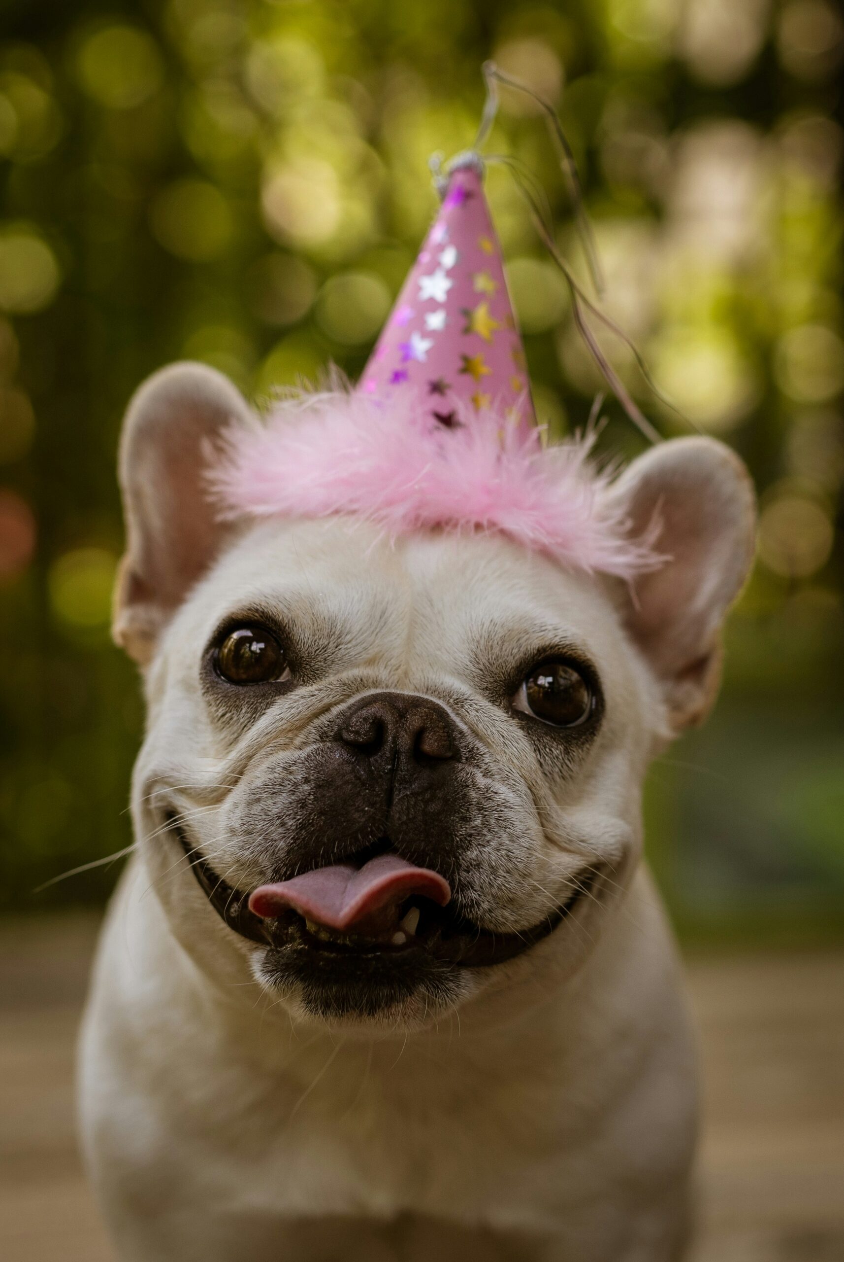 Smiling French Bulldog wearing a pink party hat outdoors with blurred greenery background