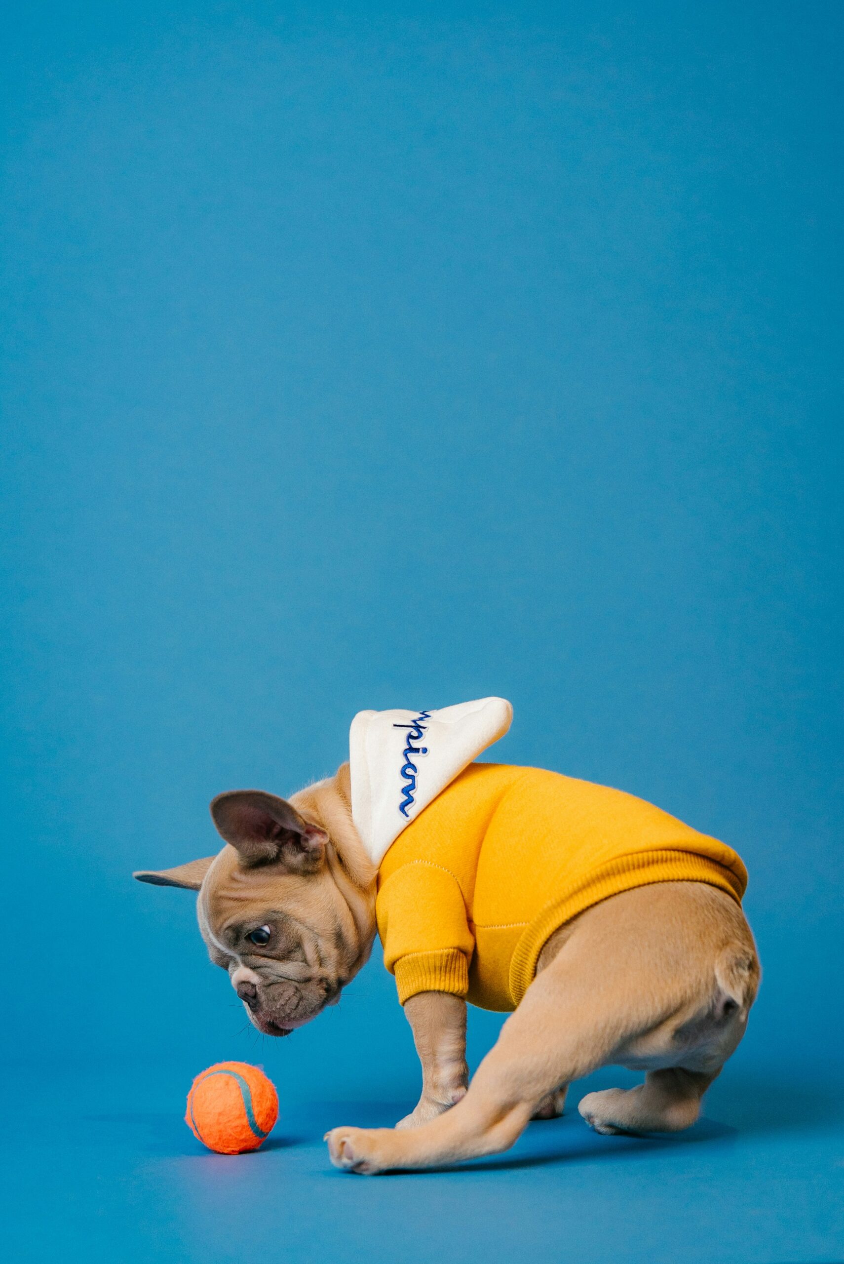 French Bulldog puppy in a yellow hoodie playing with an orange tennis ball on a blue background.