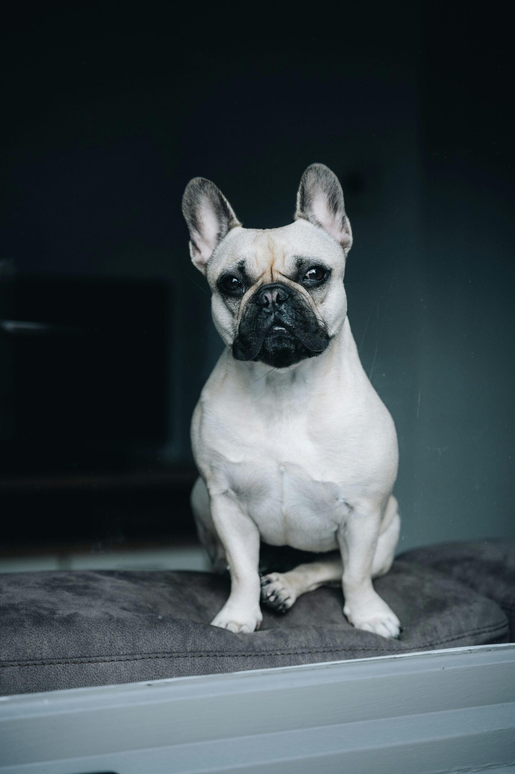 Serious French Bulldog sitting on cushion in dark moody indoor setting
