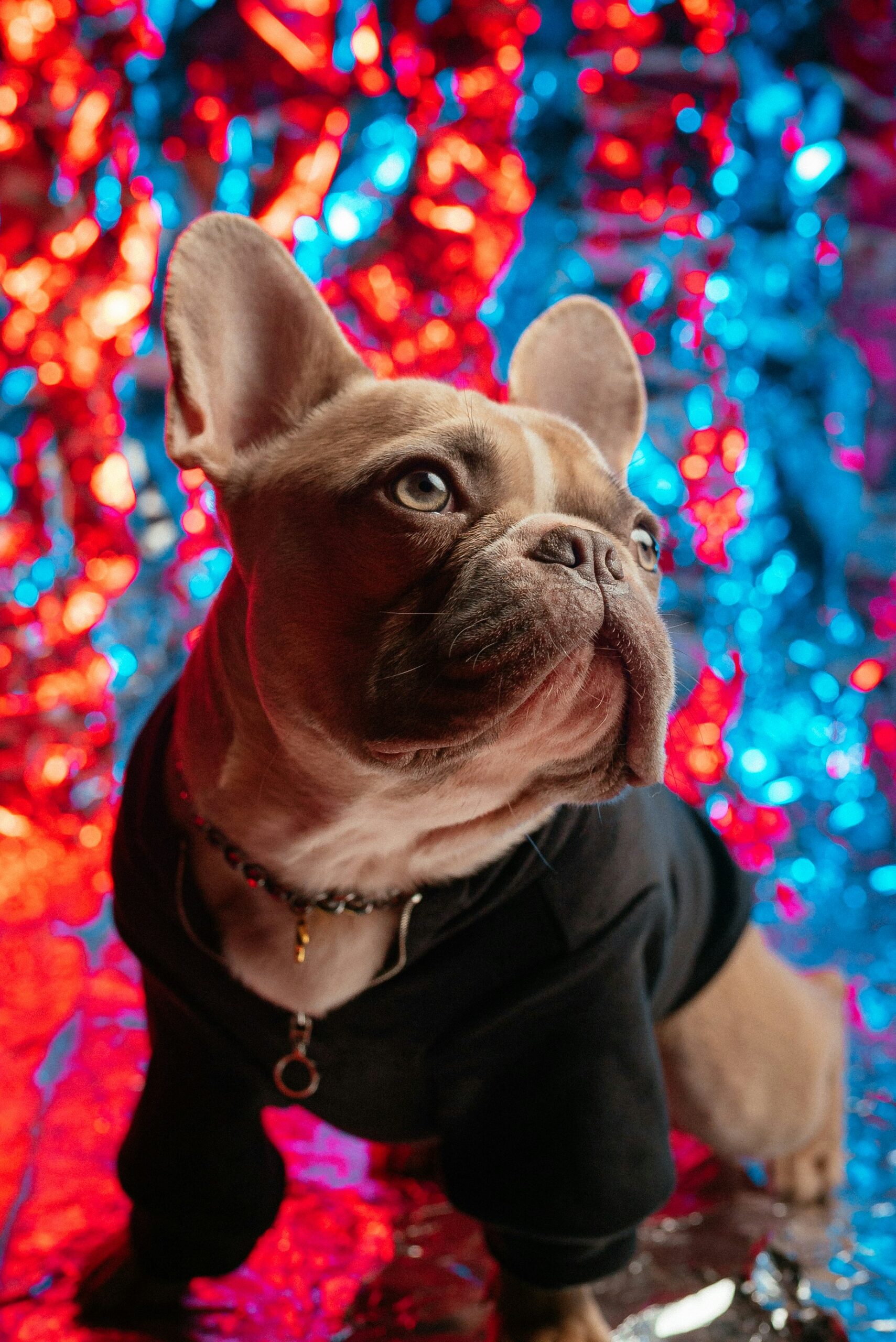 French Bulldog in black hoodie posing against colorful red and blue background