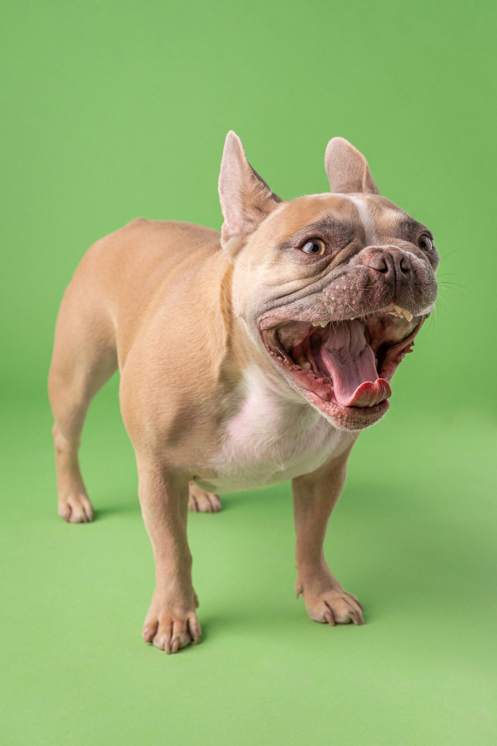 French Bulldog playfully yawning on green studio backdrop