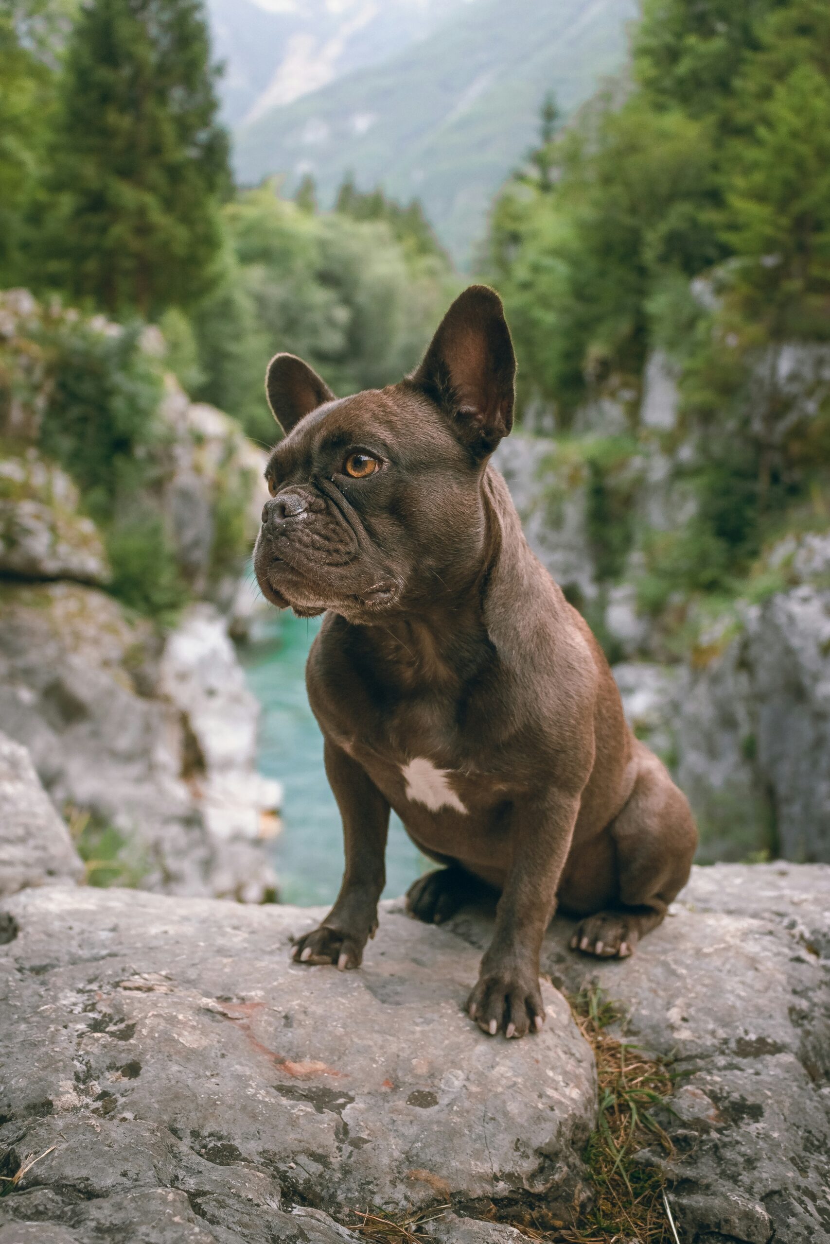 Dark brown French Bulldog sitting on rocks in a scenic mountain landscape