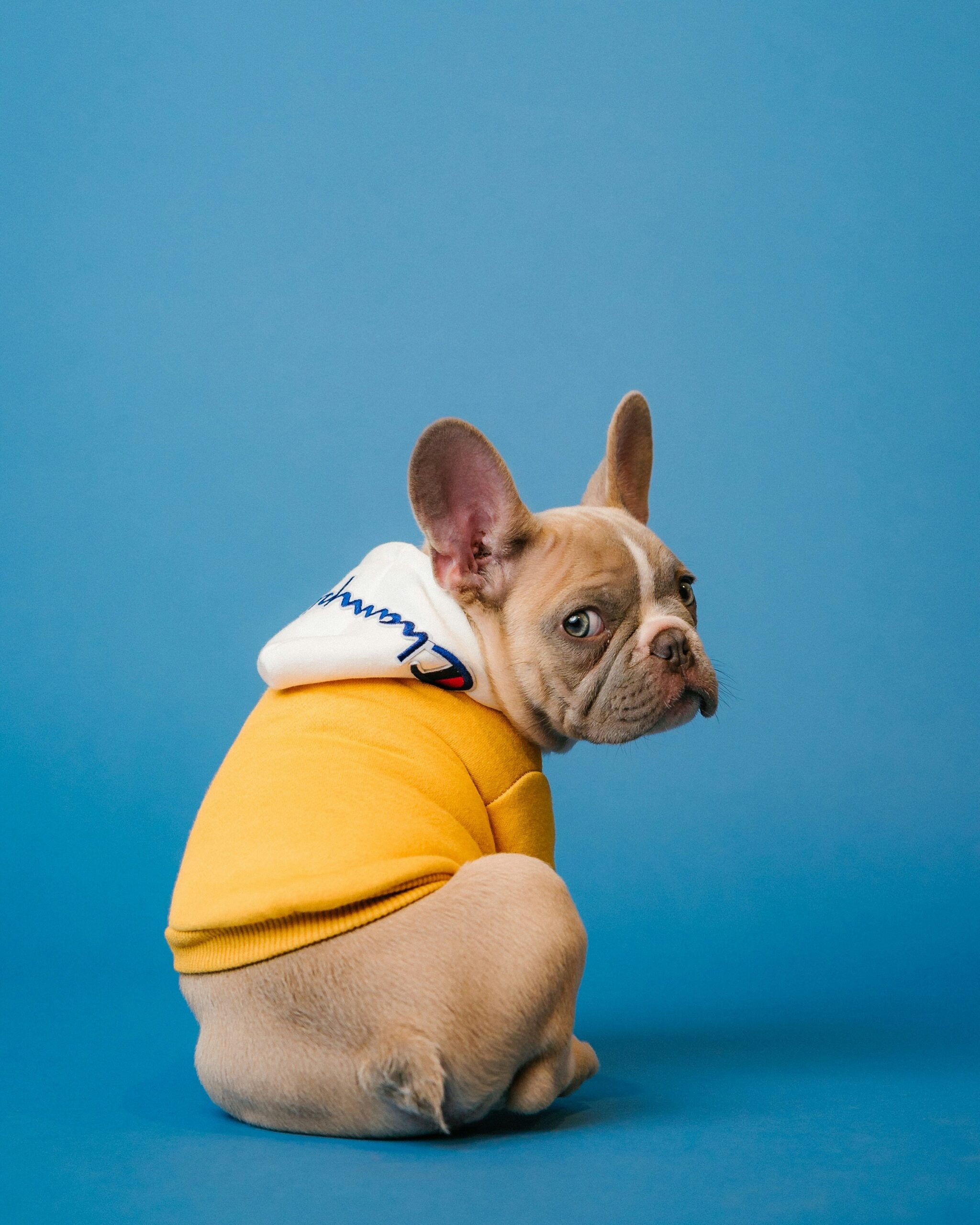 French Bulldog wearing yellow hoodie turning back on blue background