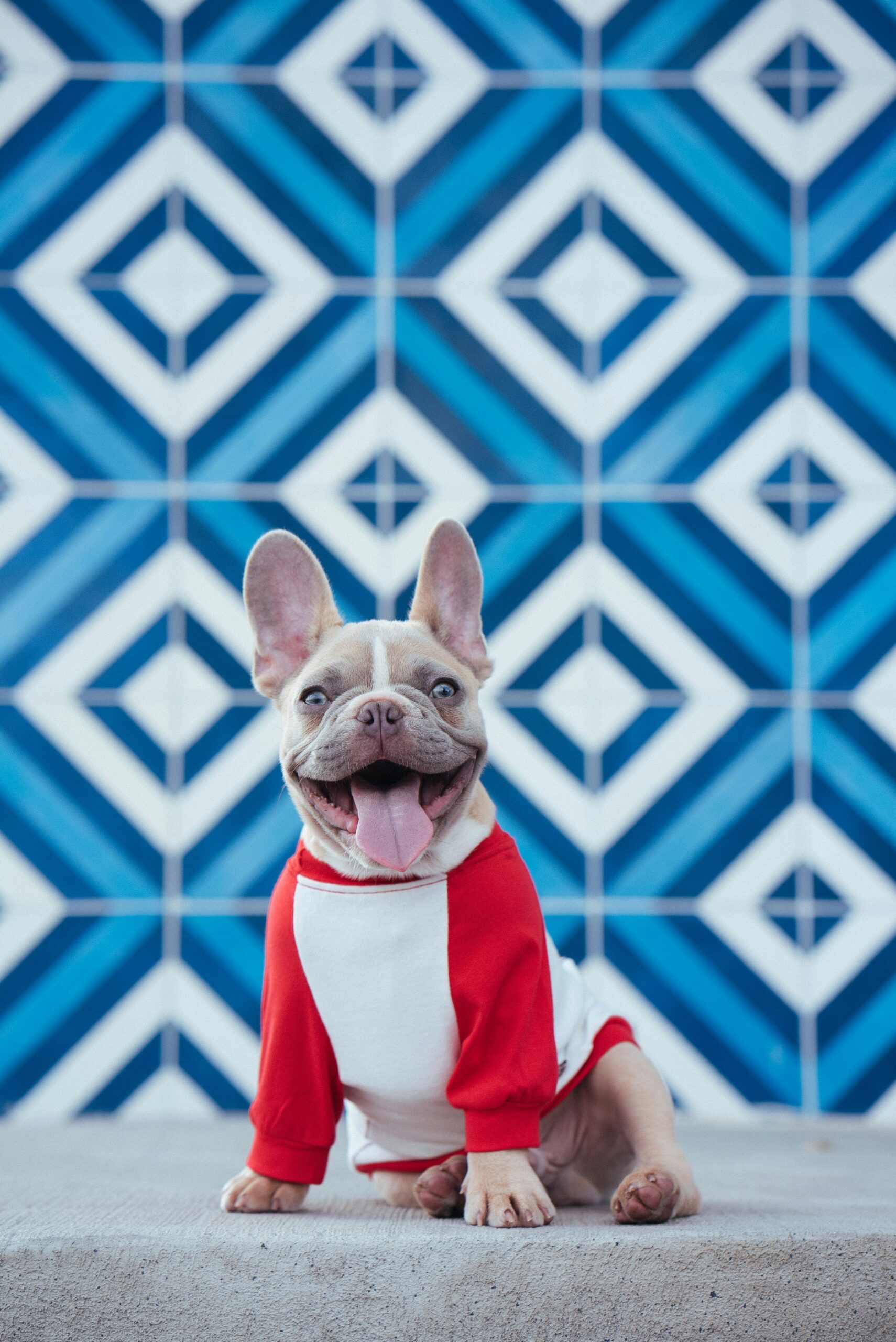 Happy French Bulldog smiling in red and white shirt against geometric blue tile wall