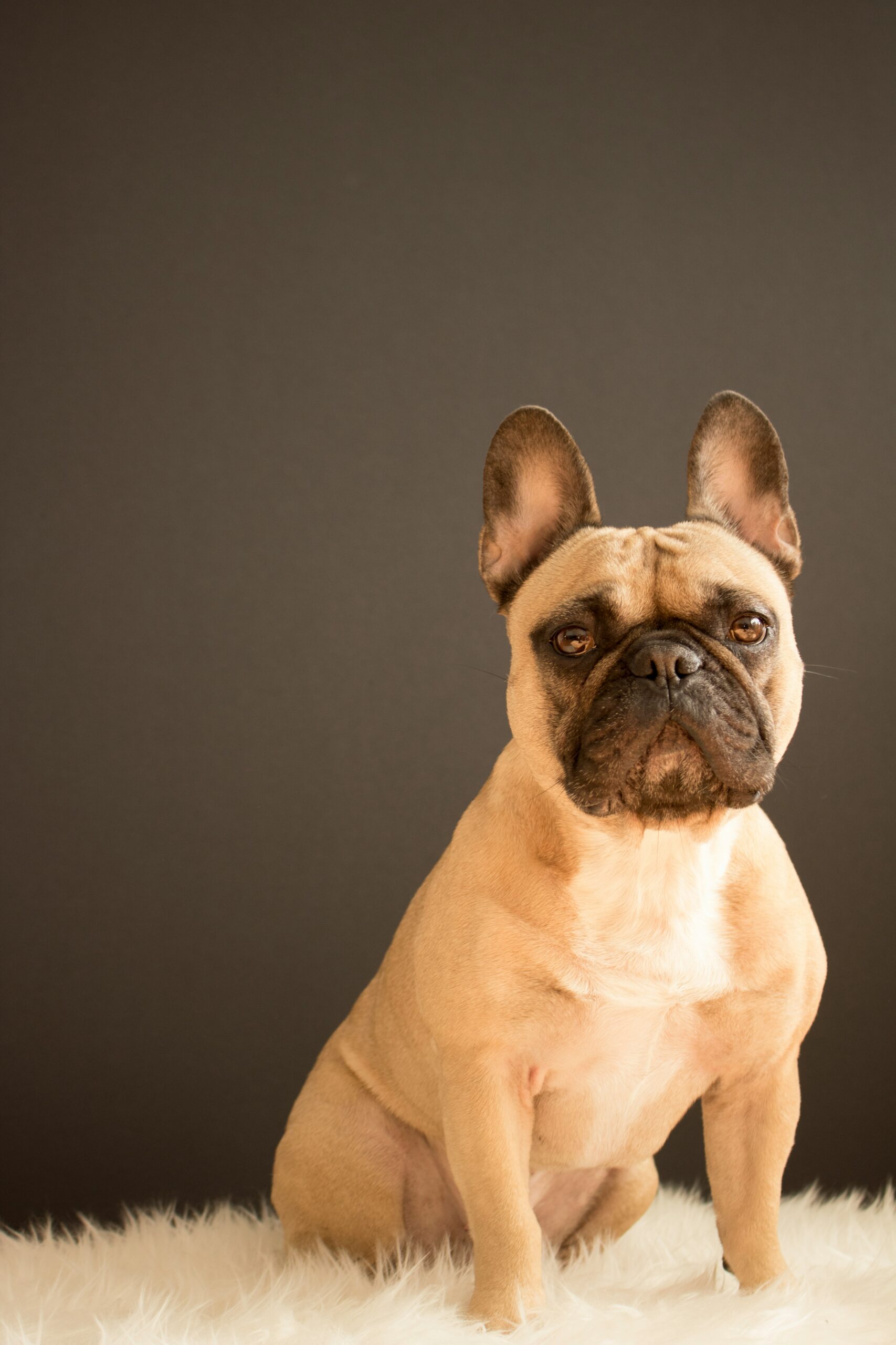 Serious fawn French Bulldog sitting on white rug with dark background