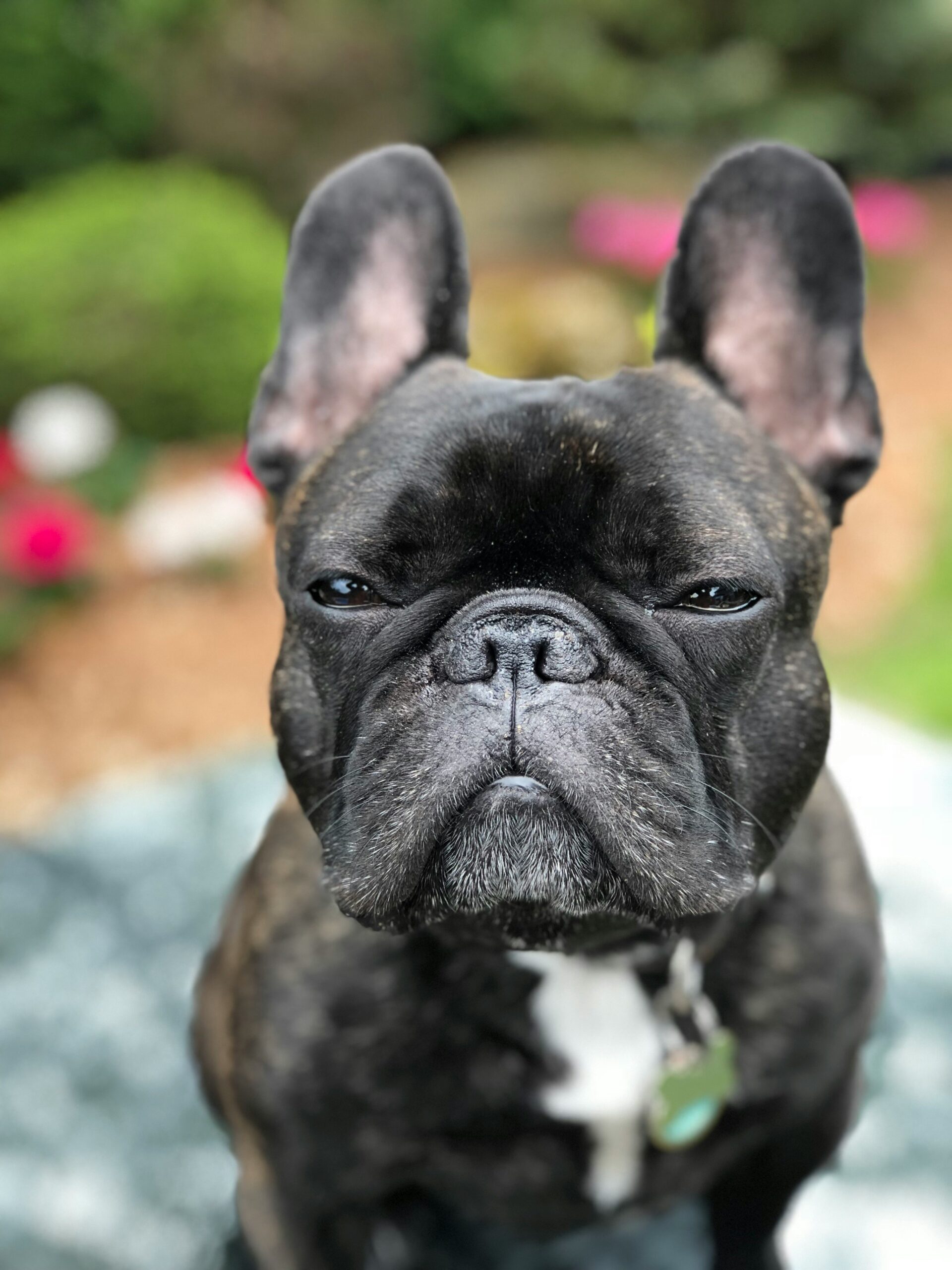 Brindle French Bulldog with intense expression sitting outdoors
