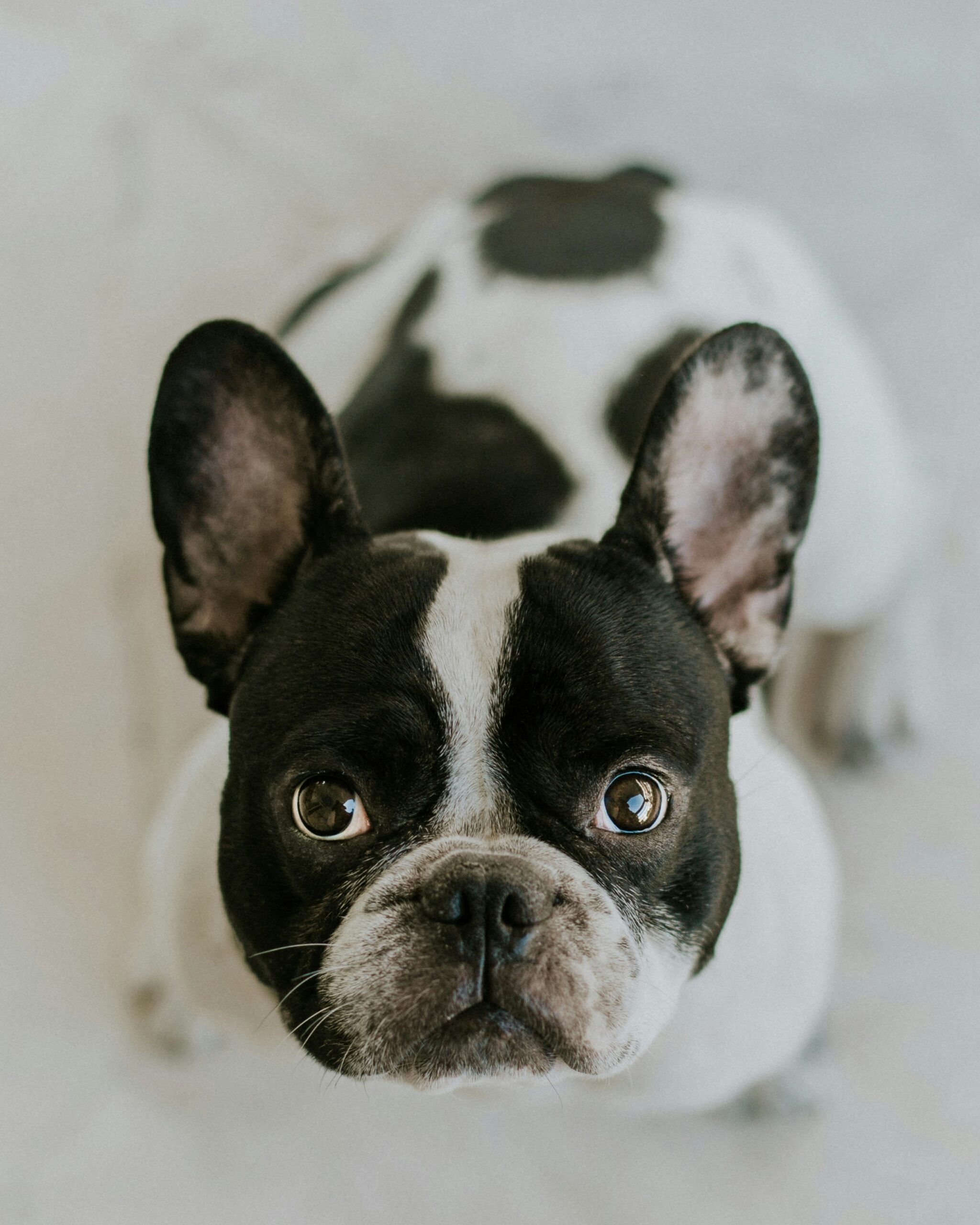 Black and white French Bulldog looking up with curious eyes on white background