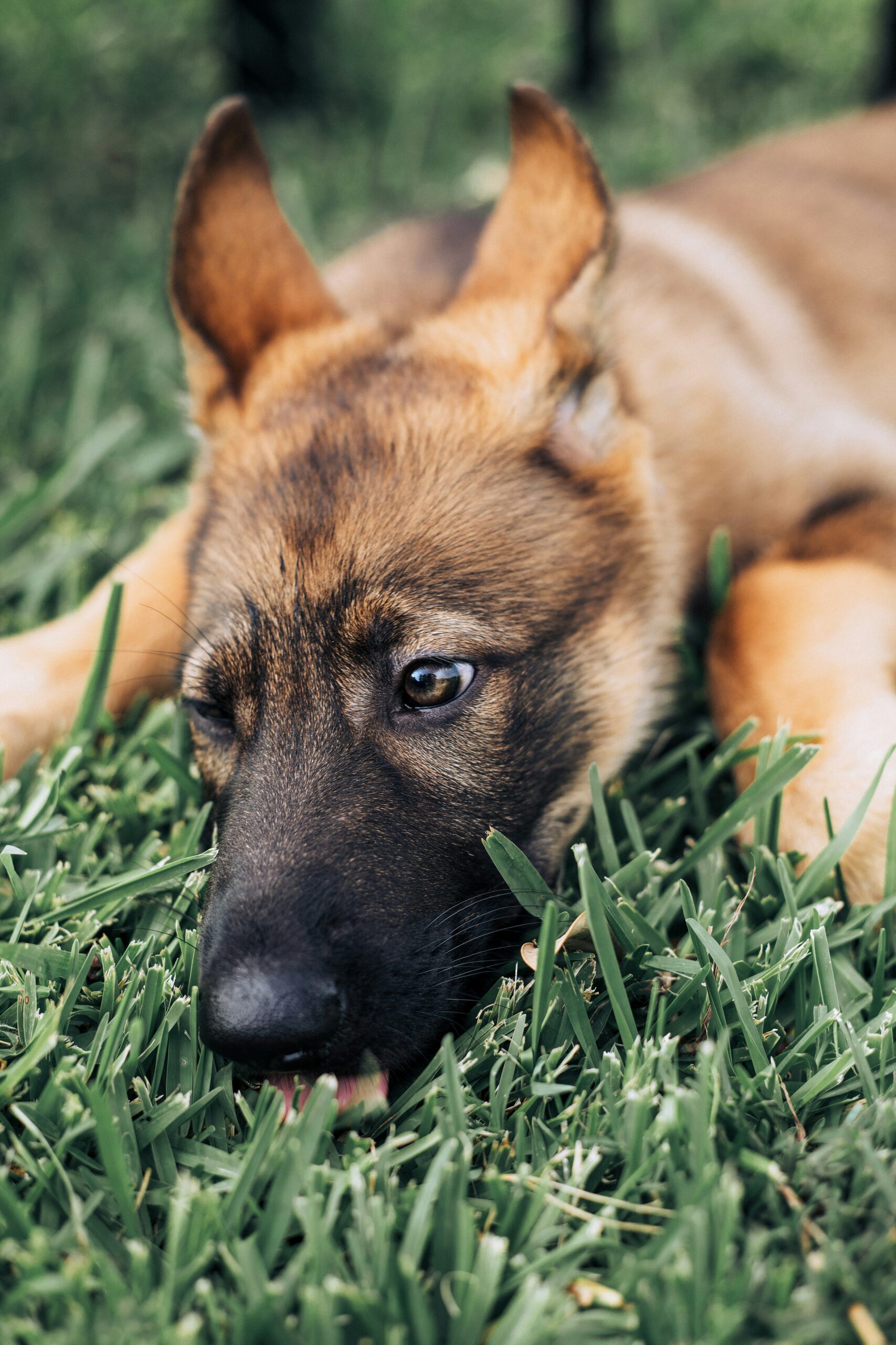 German shepherd puppy resting on grass, close-up of face.