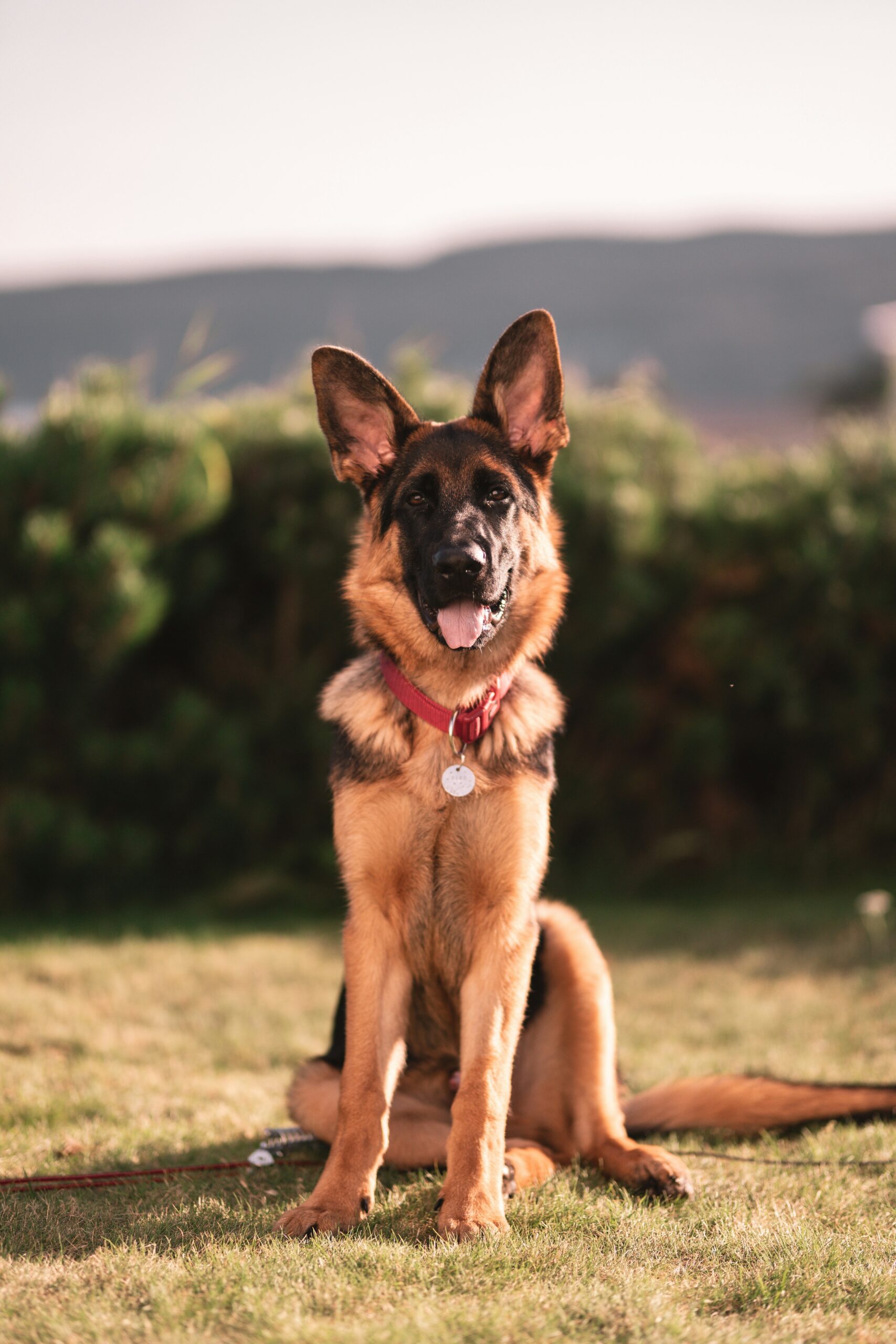 Confident German shepherd sitting proudly outdoors on grass.
