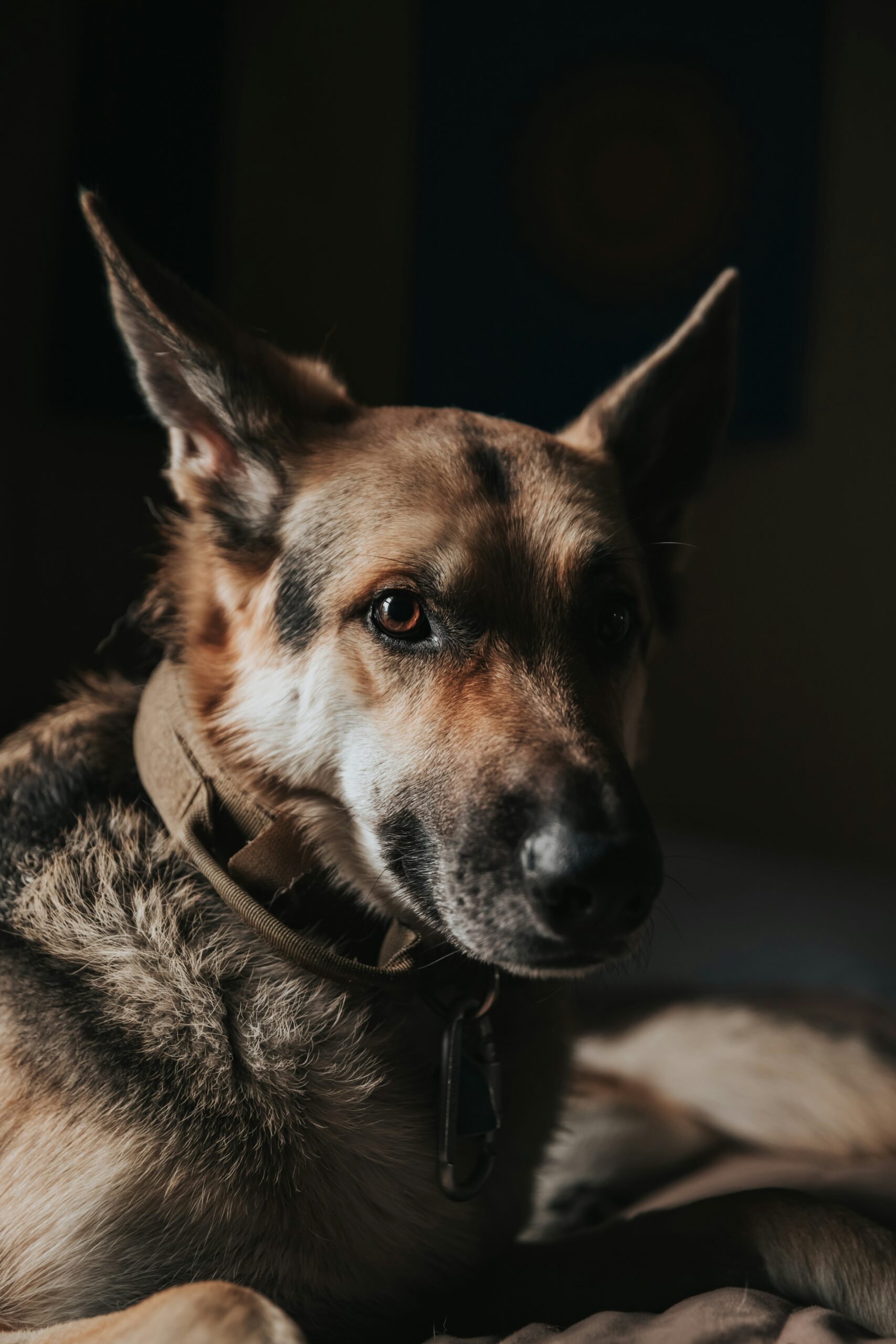 German Shepherd dog lying on a bed with soft lighting, close-up portrait