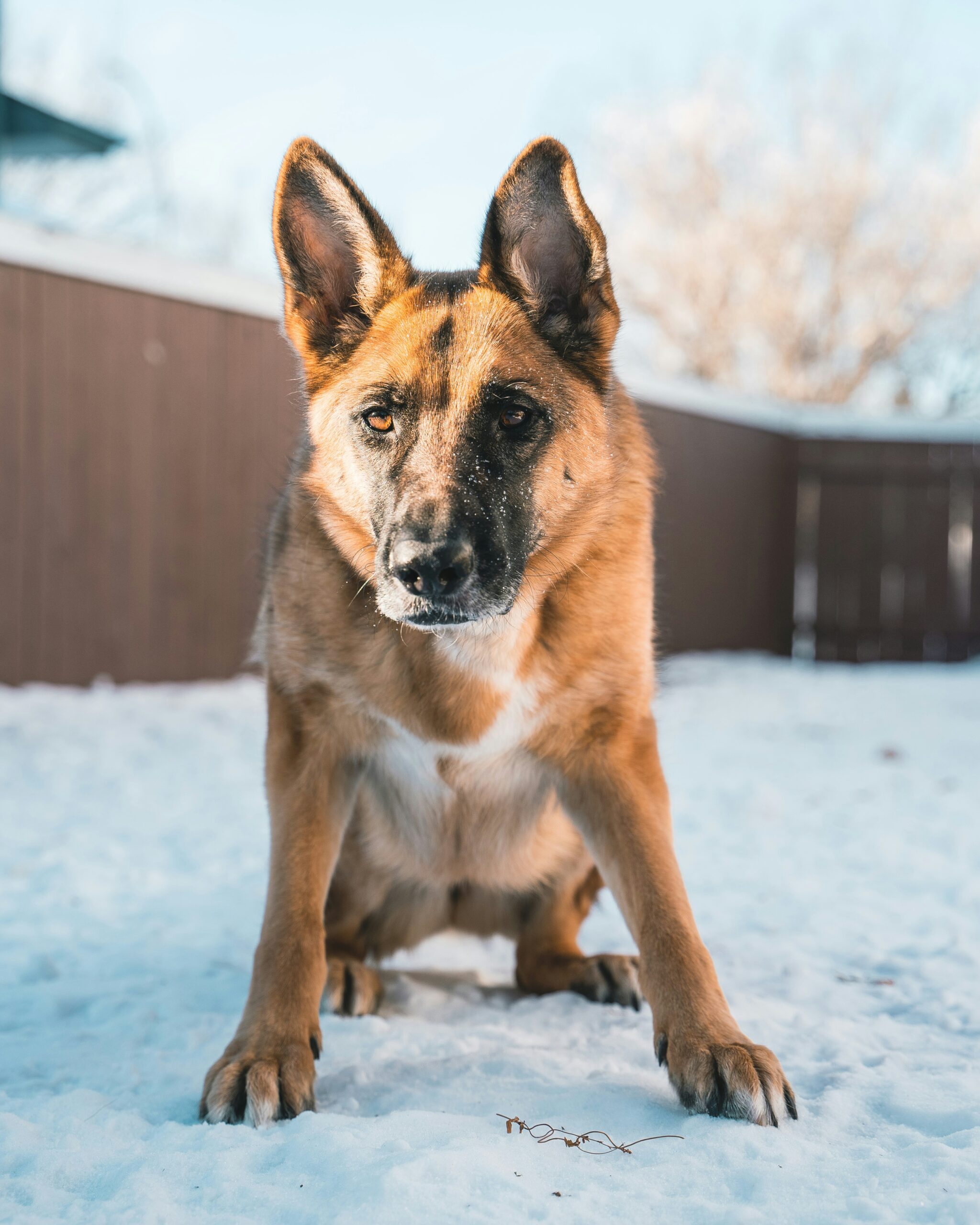 German Shepherd standing in the snow during winter, looking at the camera