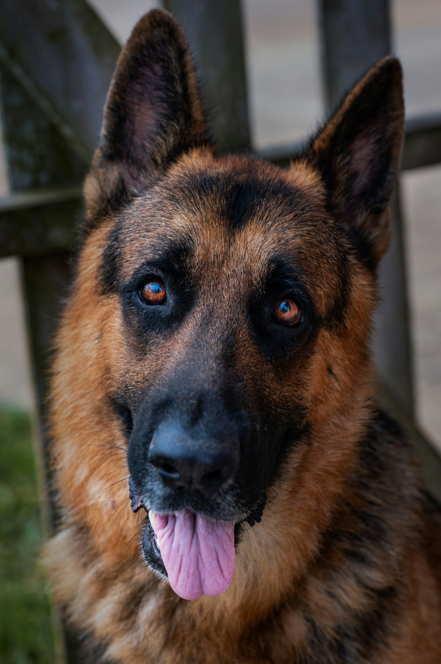 Close-up of German Shepherd dog with tongue out, bright eyes and alert expression