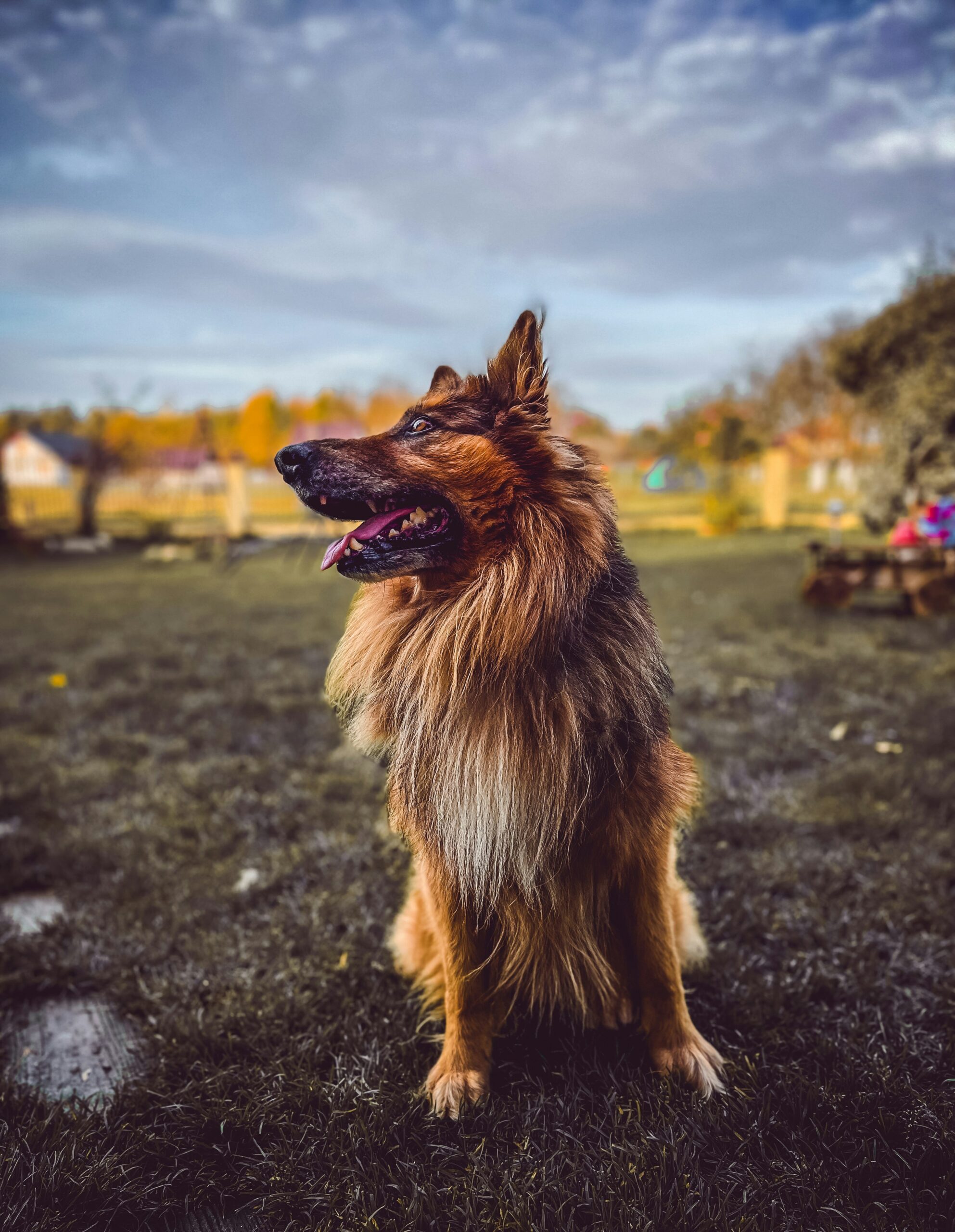 Long-haired German Shepherd sitting on a field with a cloudy sky background