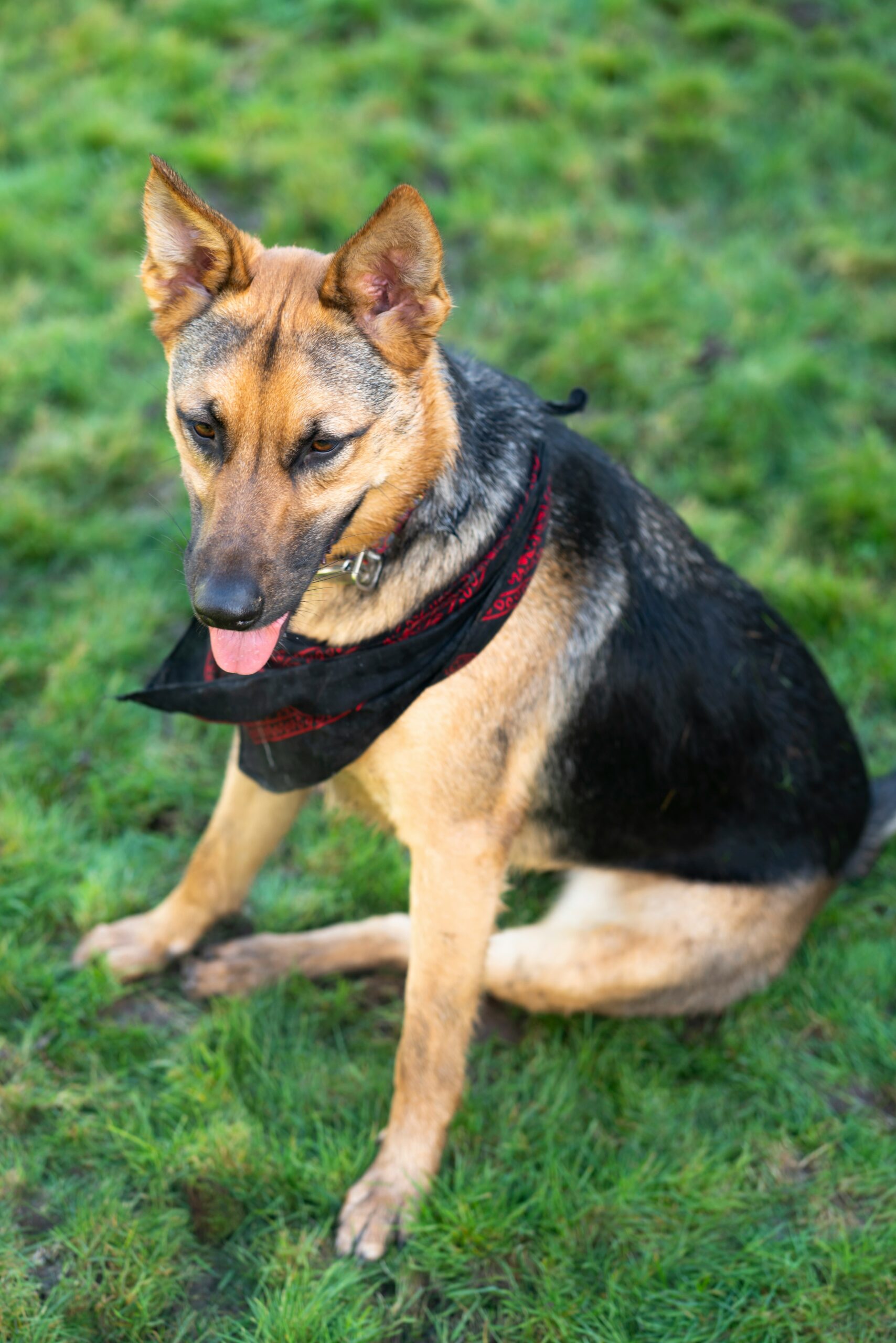 German Shepherd wearing a black and red bandana, sitting on green grass