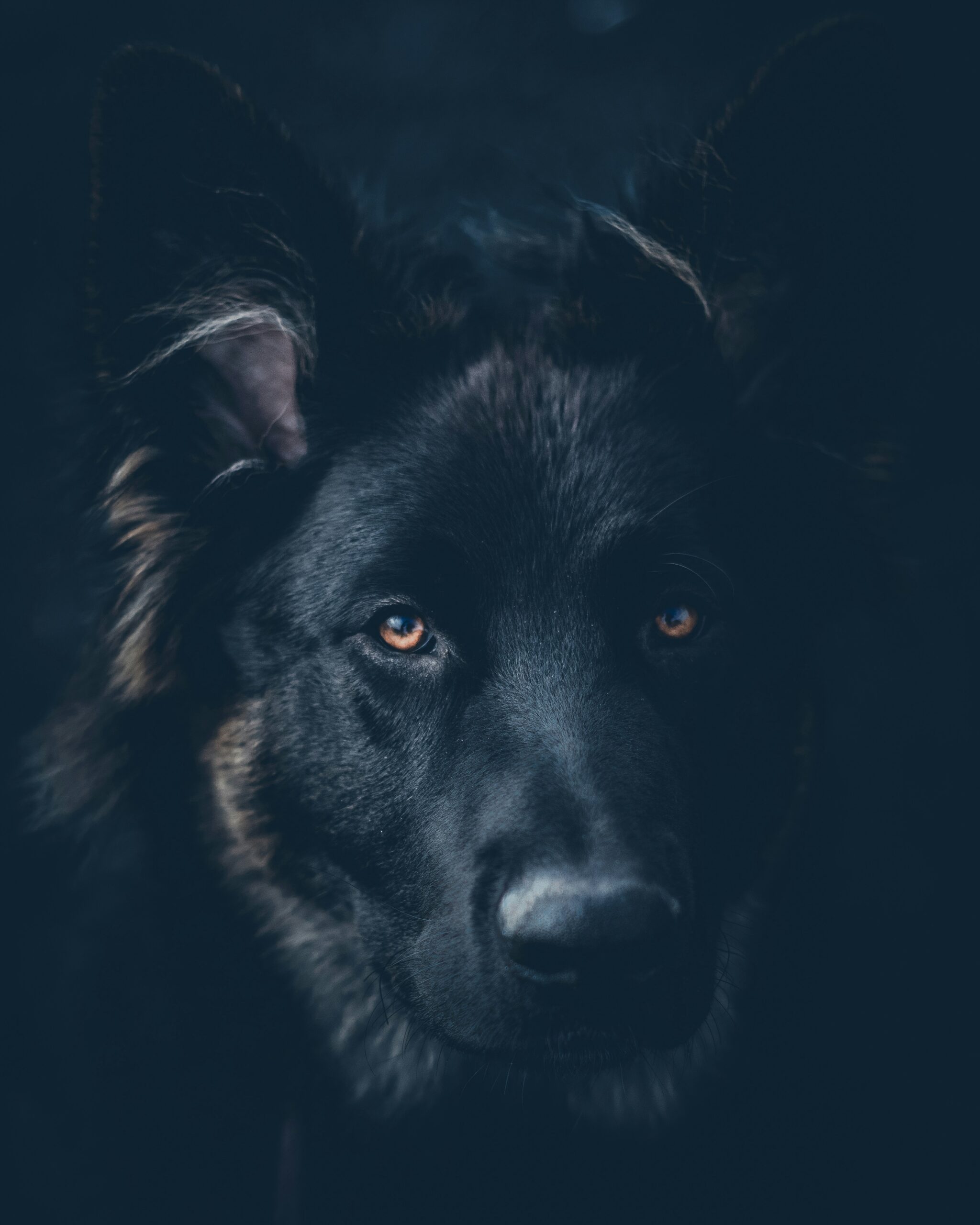 Dark-coated German Shepherd close-up portrait with intense orange eyes in low light