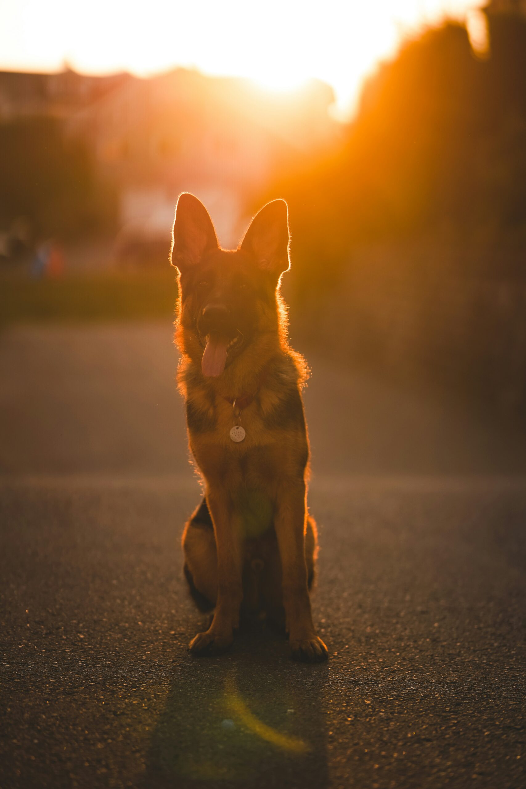 German Shepherd sitting on a road during golden sunset, silhouette effect