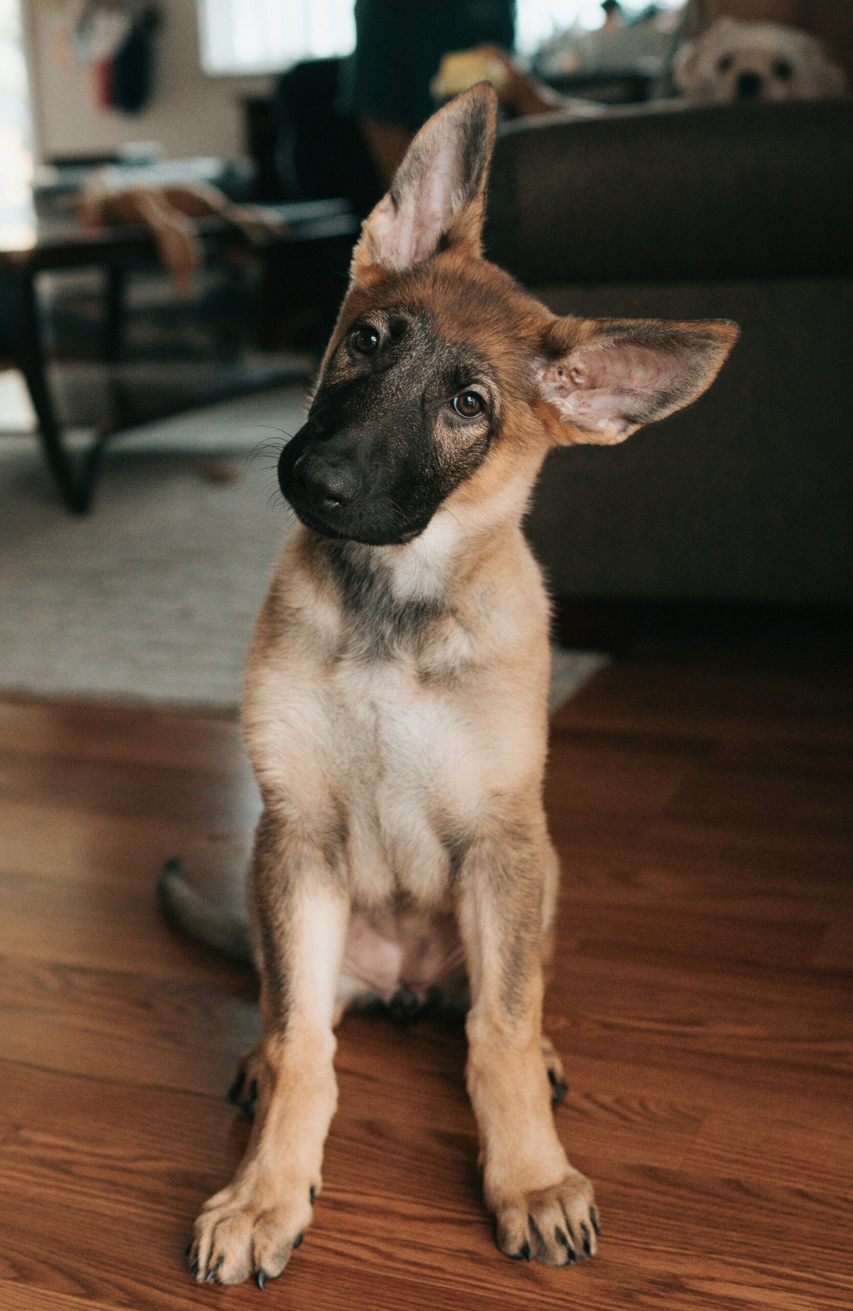 German Shepherd puppy sitting on wooden floor, tilting head curiously