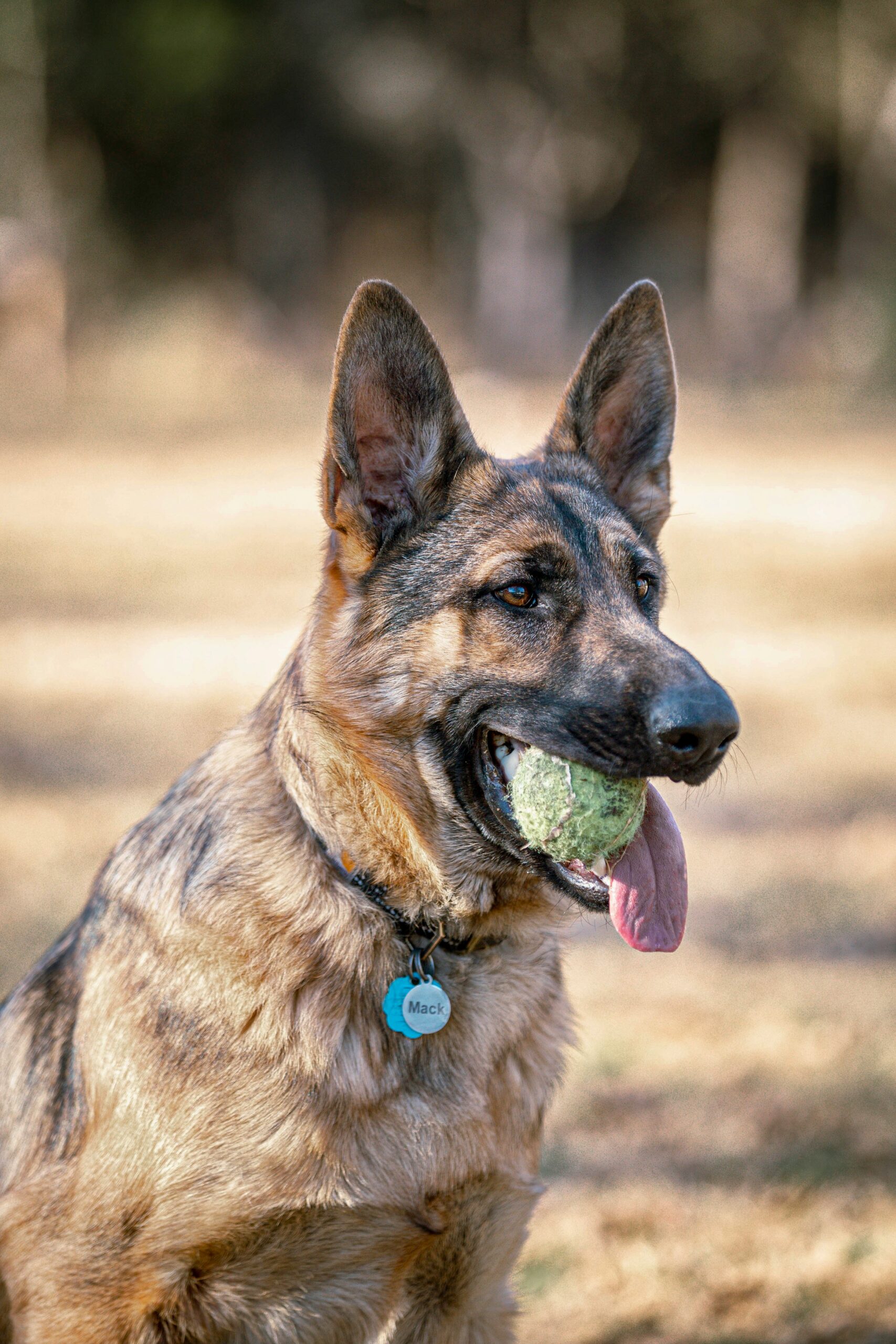 German Shepherd holding a green tennis ball in mouth, outdoor setting