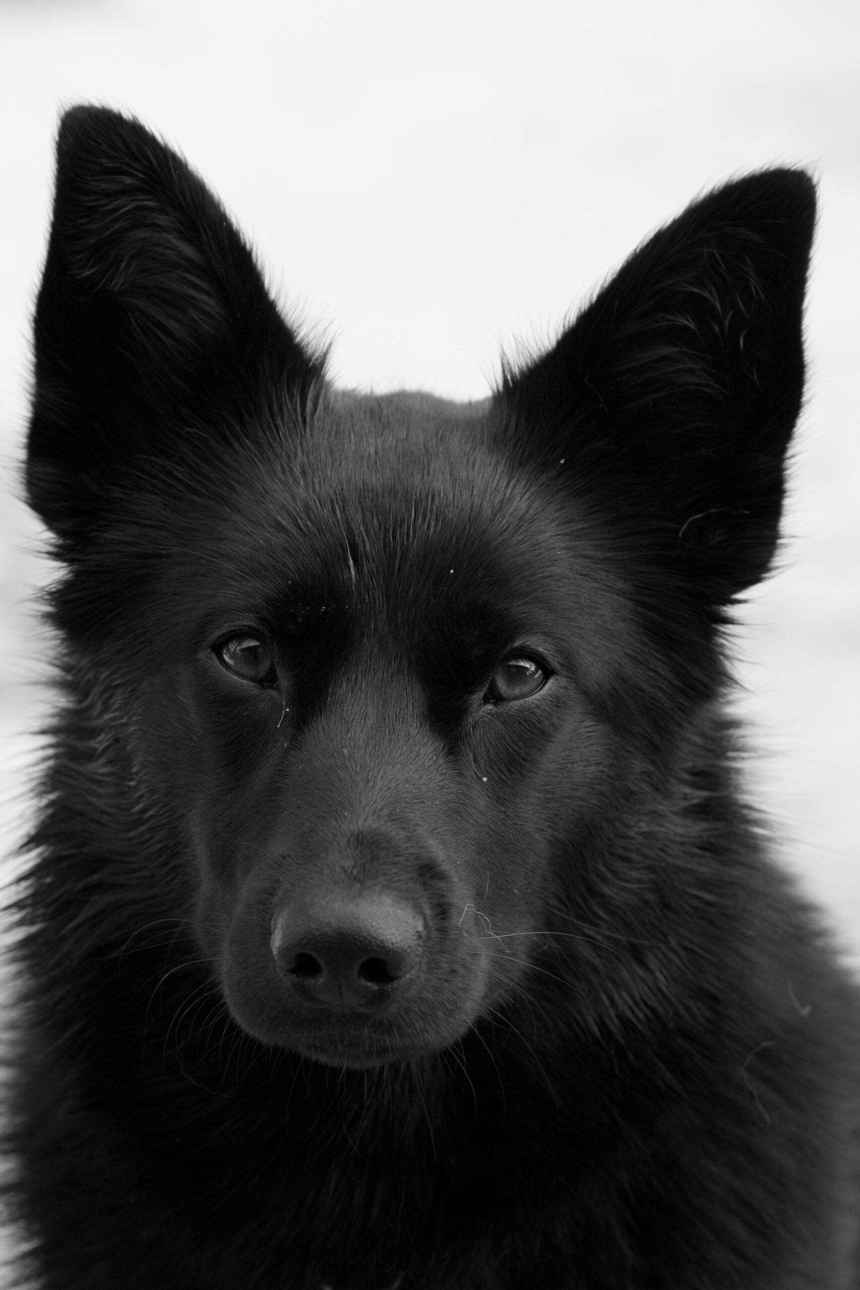 Black German shepherd portrait with snowy background in black and white.