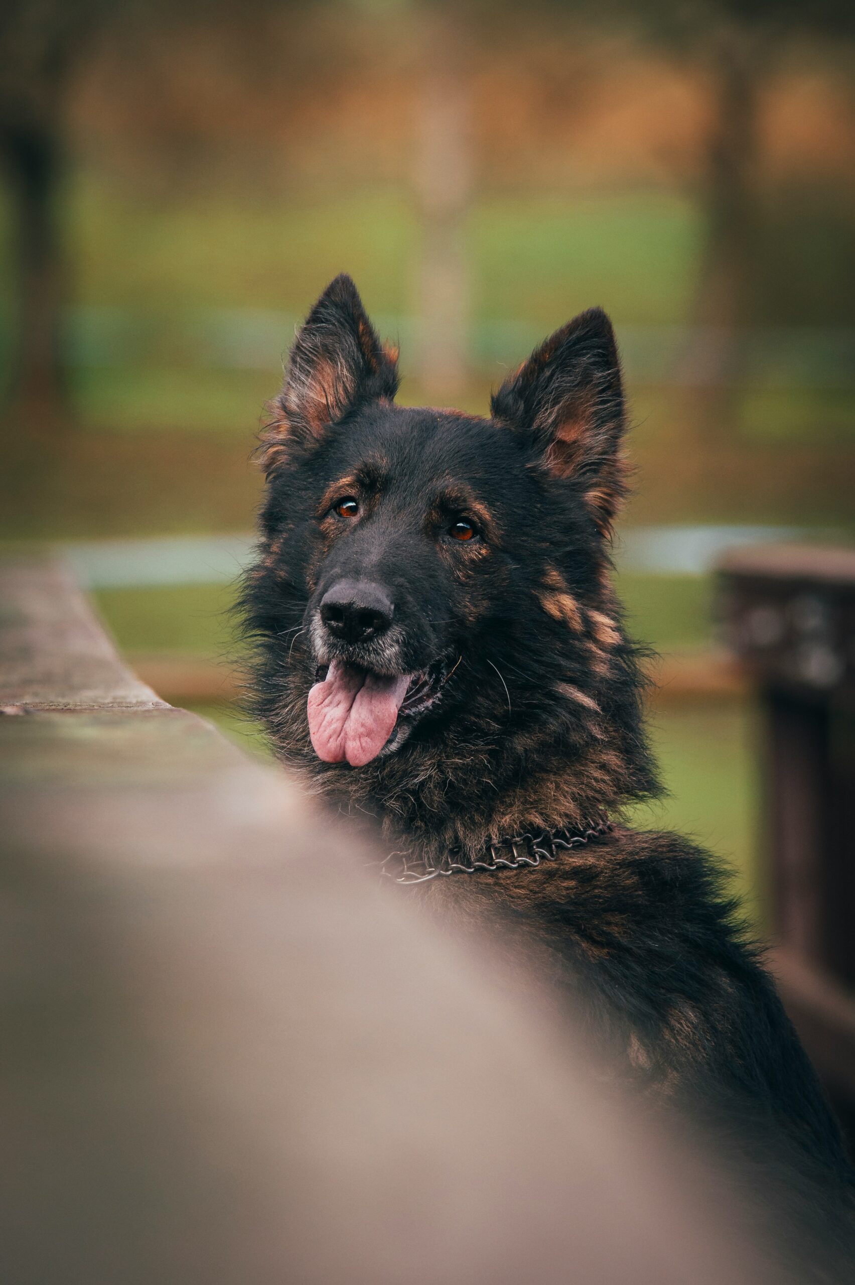 German Shepherd with fluffy coat, standing near wooden railing, tongue out happily