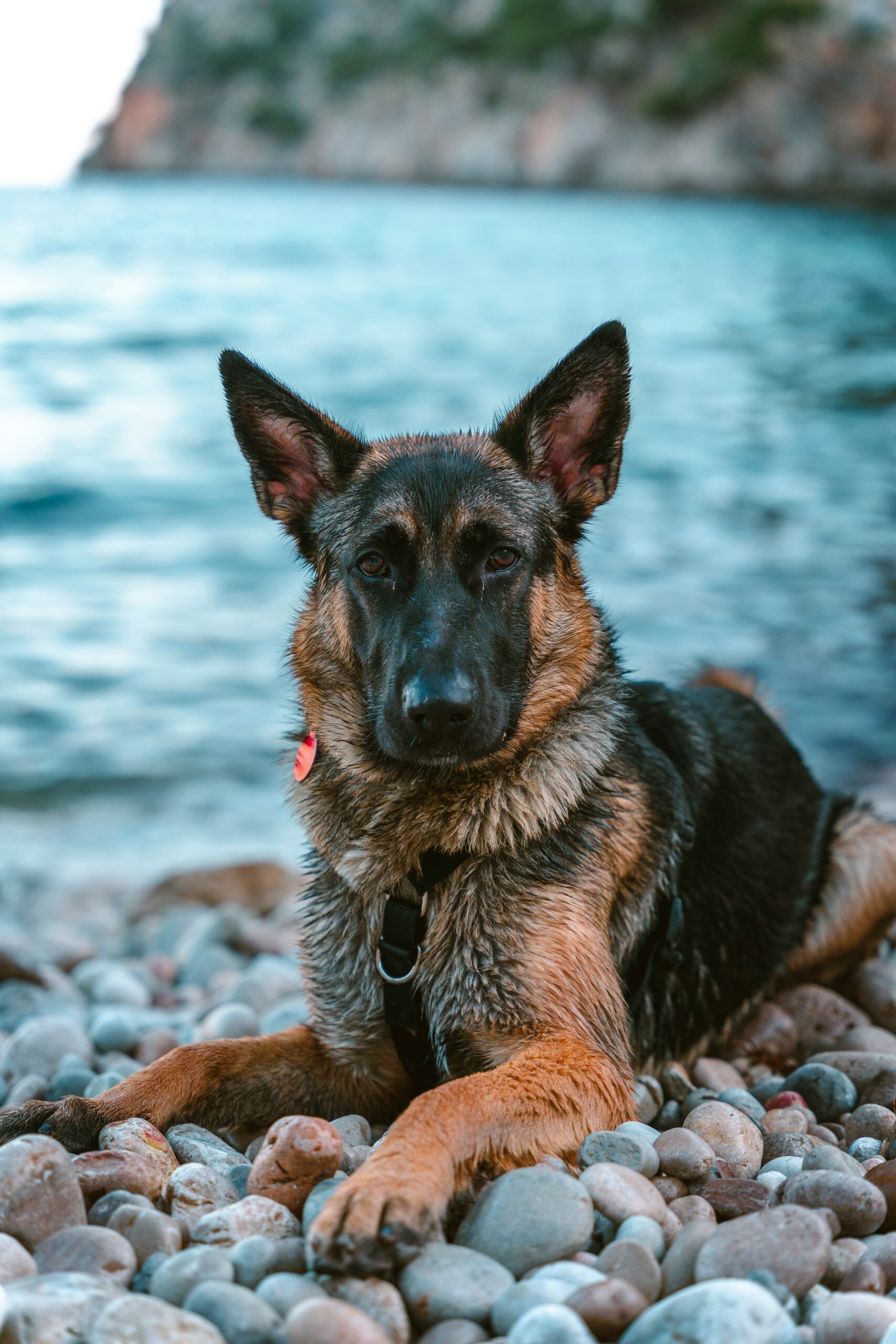 Wet German Shepherd lying on pebbles by the sea