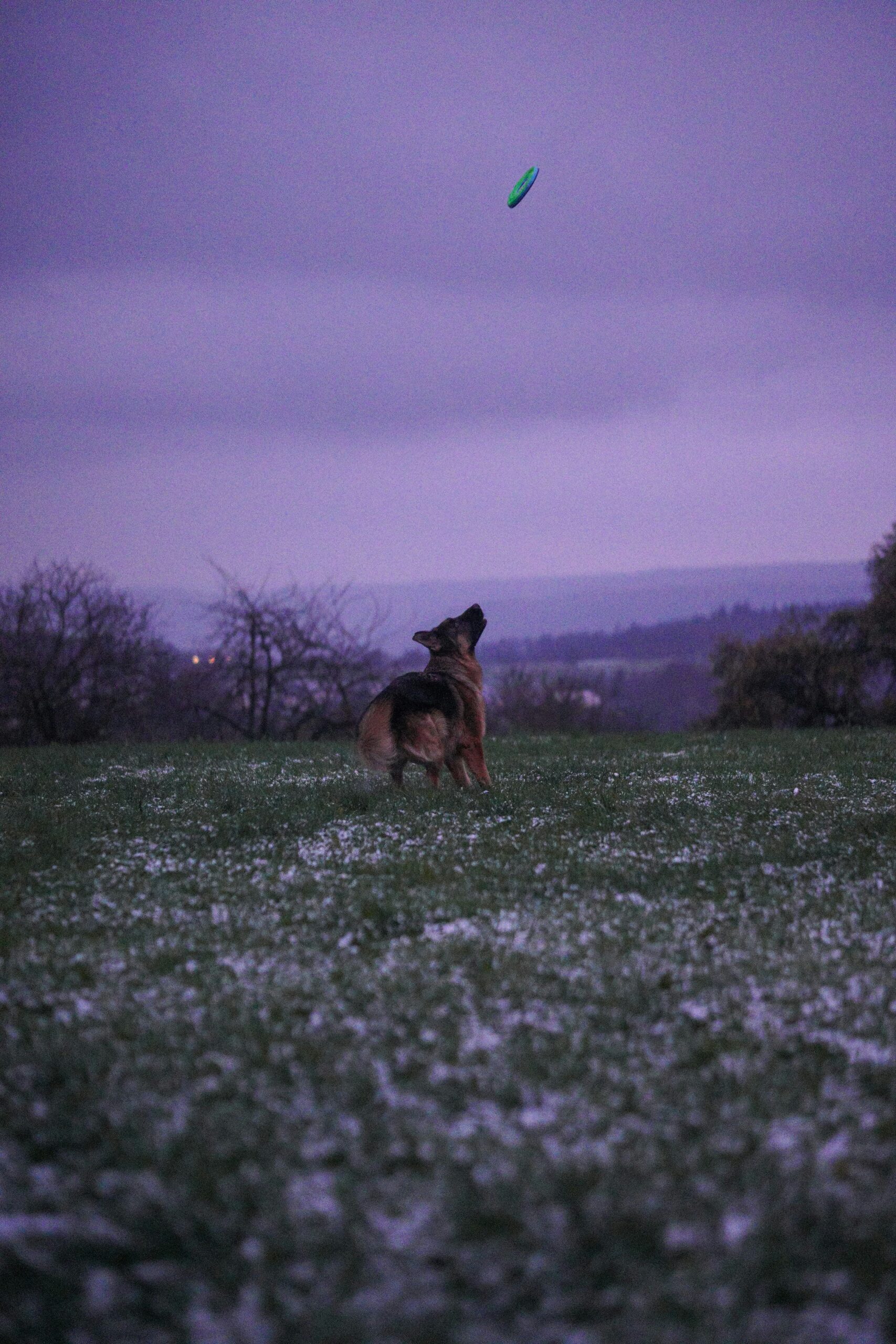 German Shepherd looking up at a frisbee in a snowy field at dusk