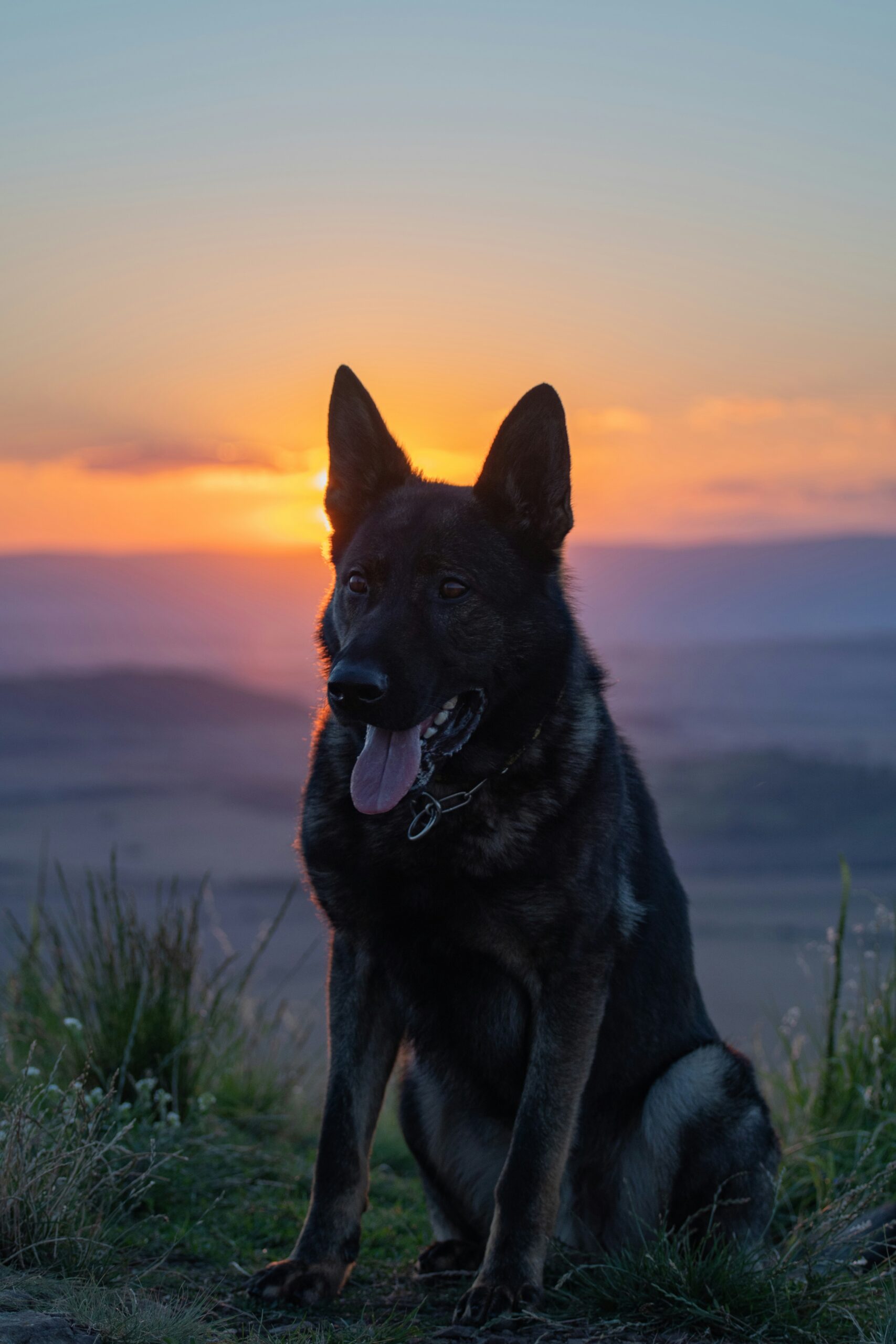 German Shepherd sitting on a hill at sunset with tongue out