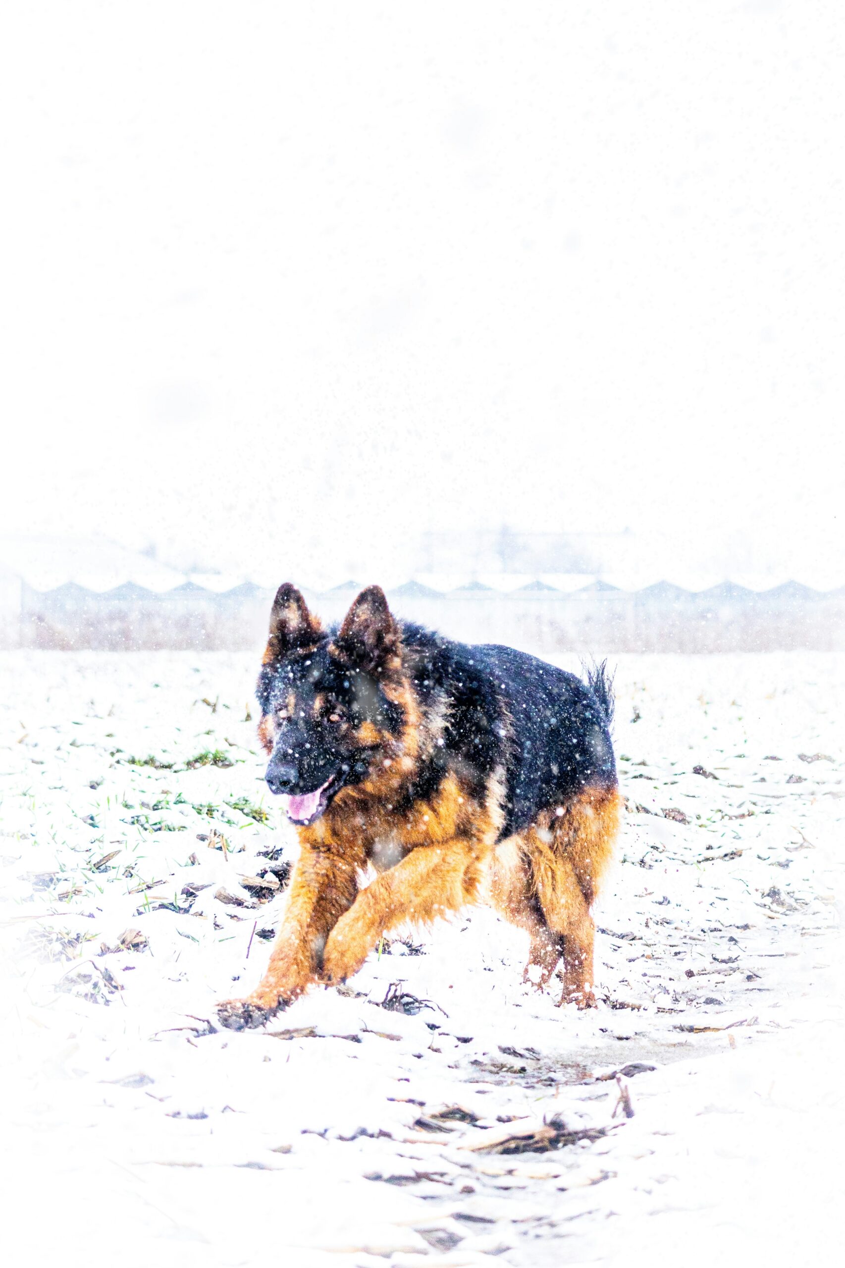 German Shepherd running through snow during a heavy snowfall