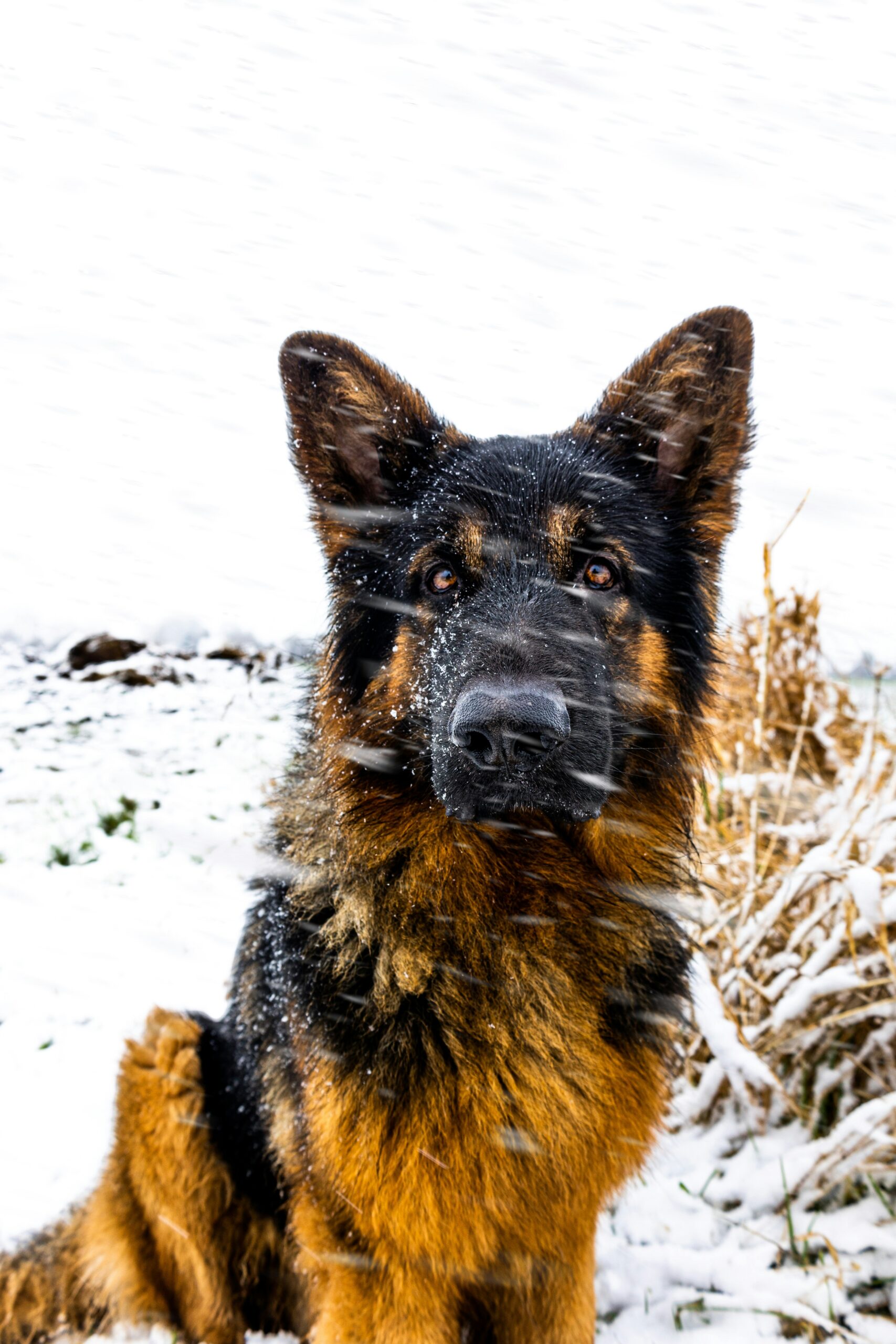 German Shepherd sitting in snow with snowflakes on its fur