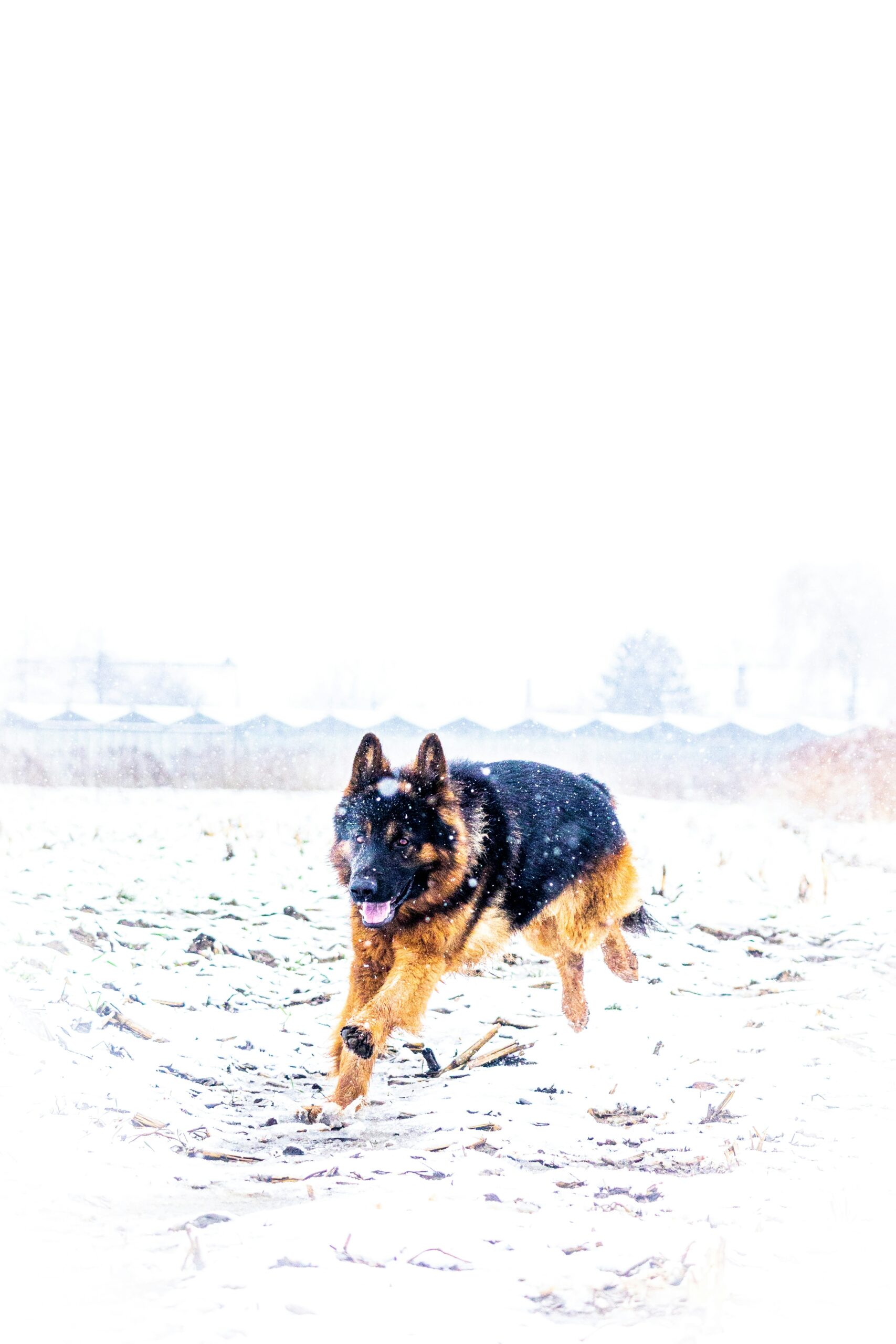 German Shepherd running in a snowy field during winter