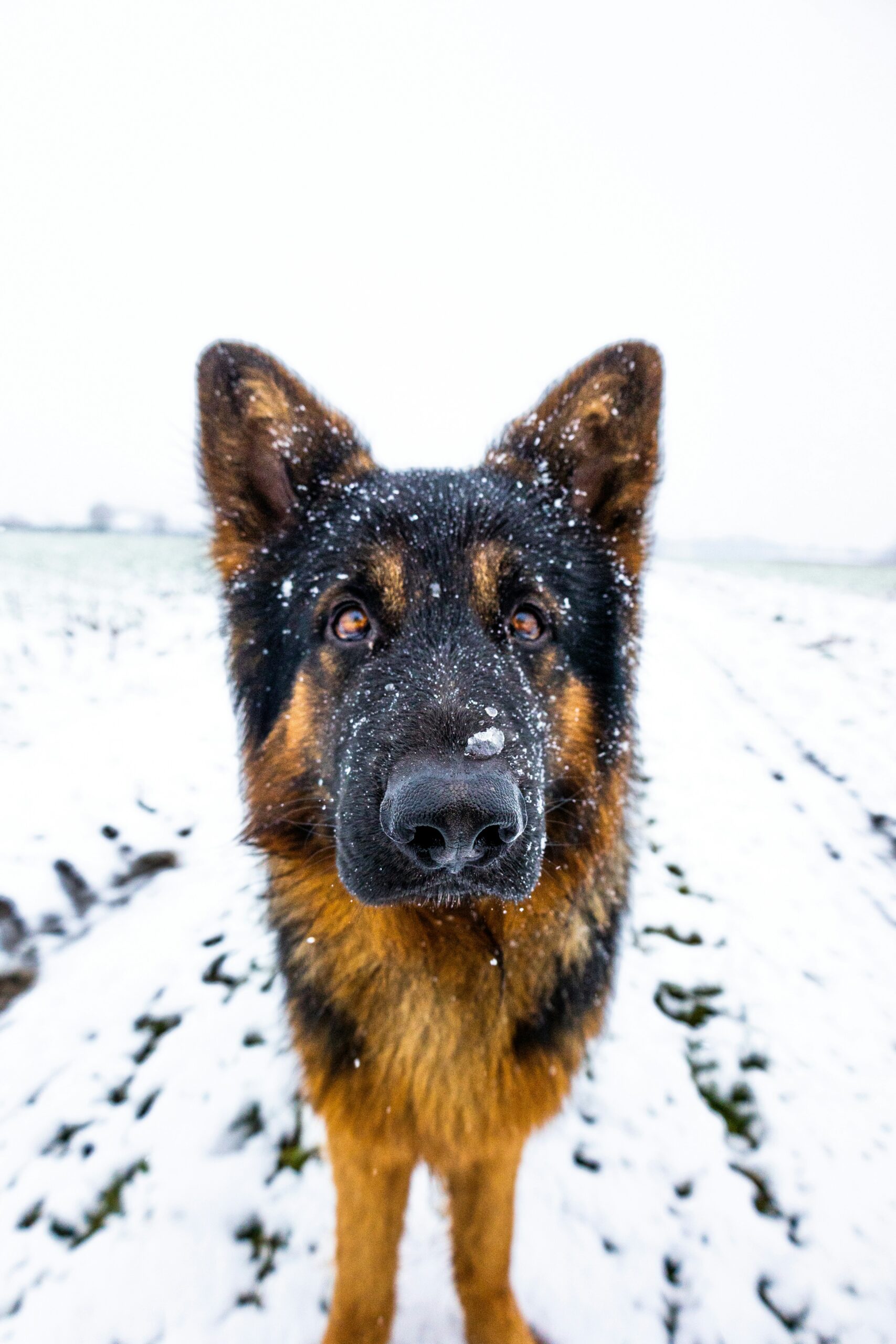 German Shepherd close-up with snow on nose and fur