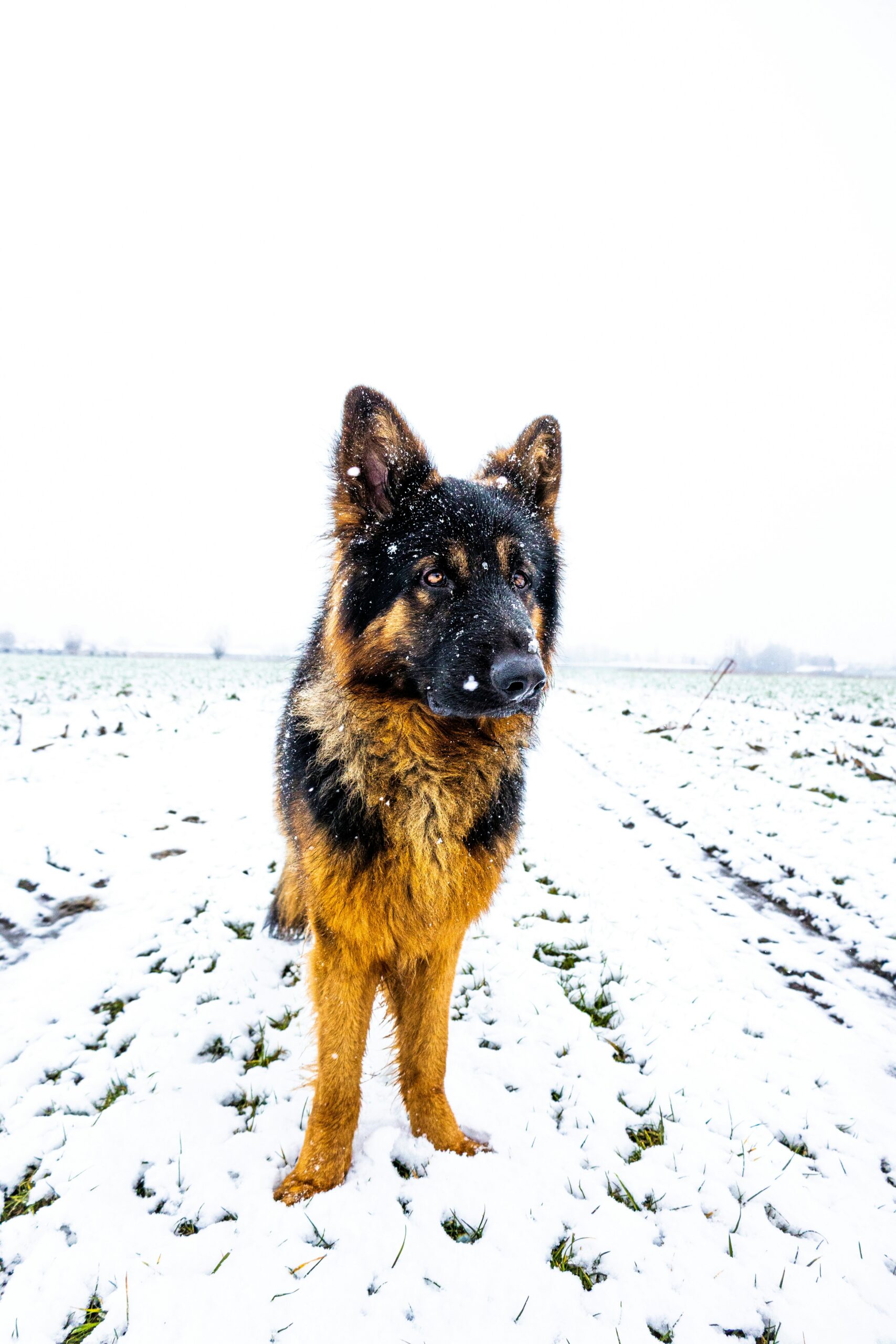 German Shepherd standing in snow-covered field during snowfall