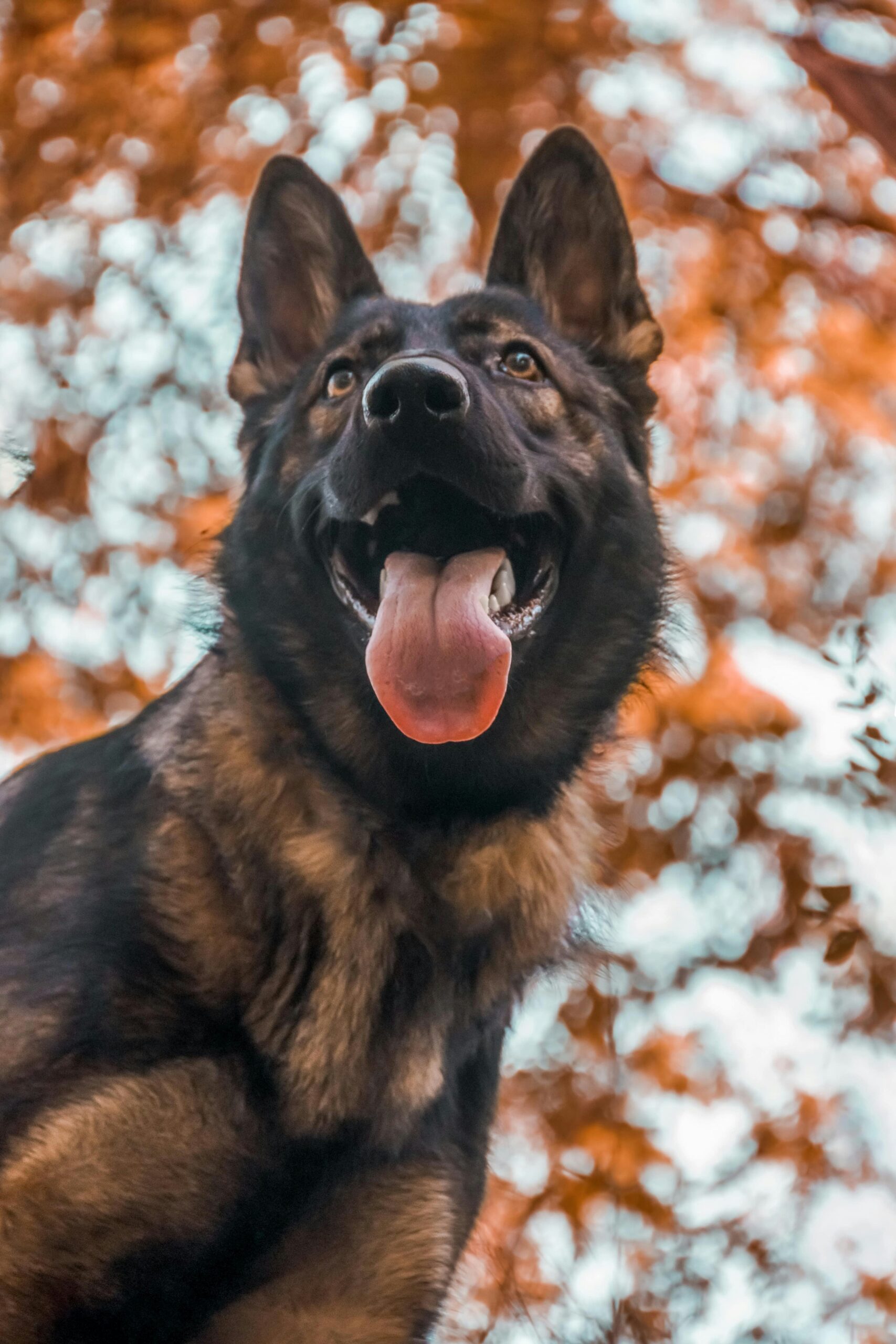 German Shepherd with tongue out against autumn-colored blurred background