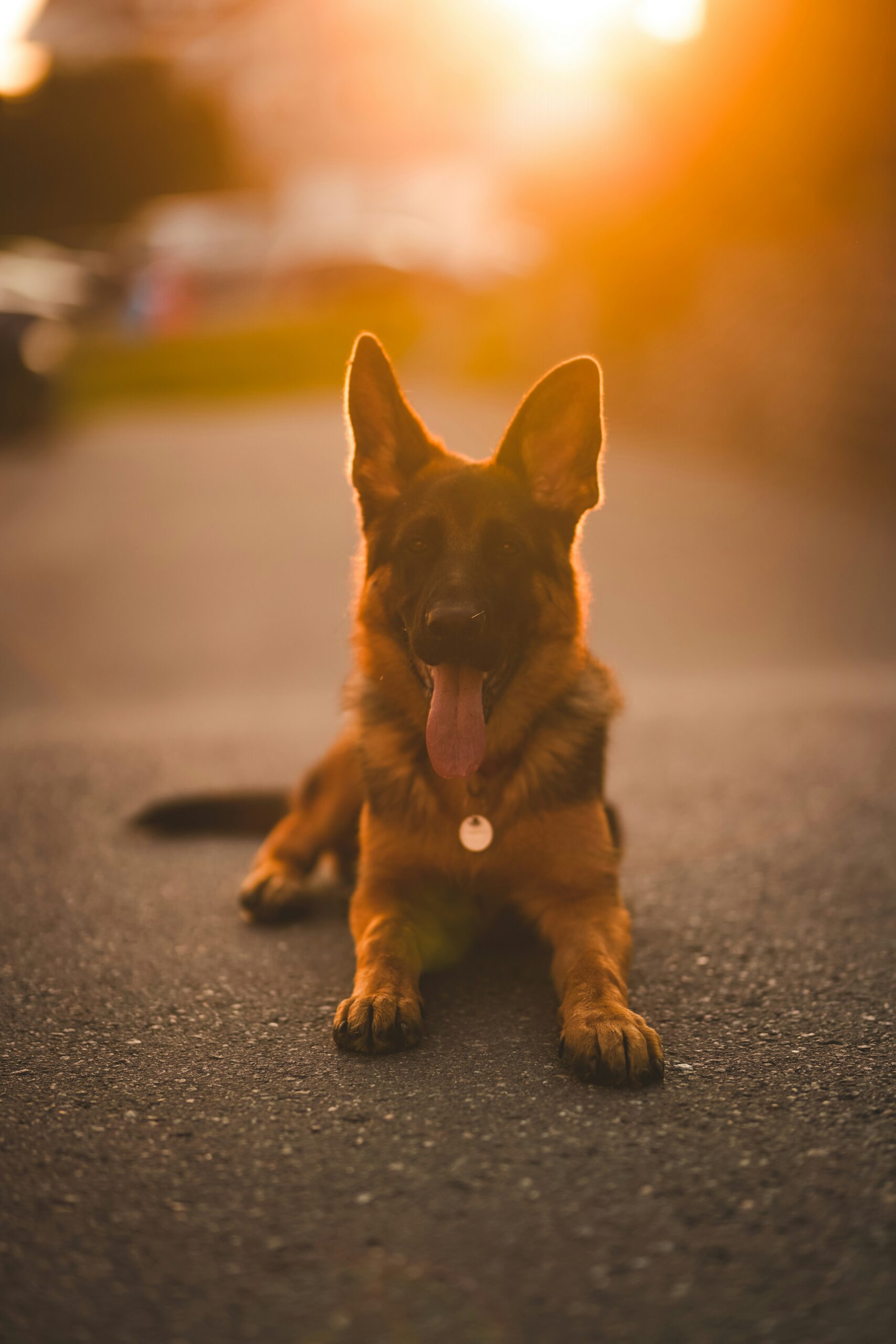 German shepherd lying on pavement during golden sunset.