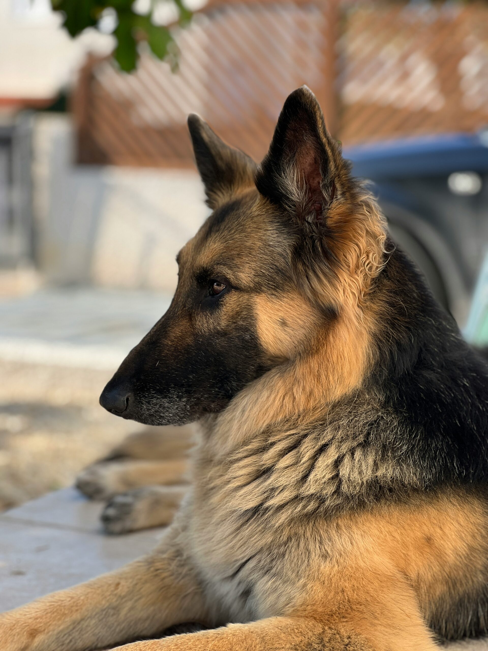 Side profile of a German Shepherd resting outdoors on a sunny day