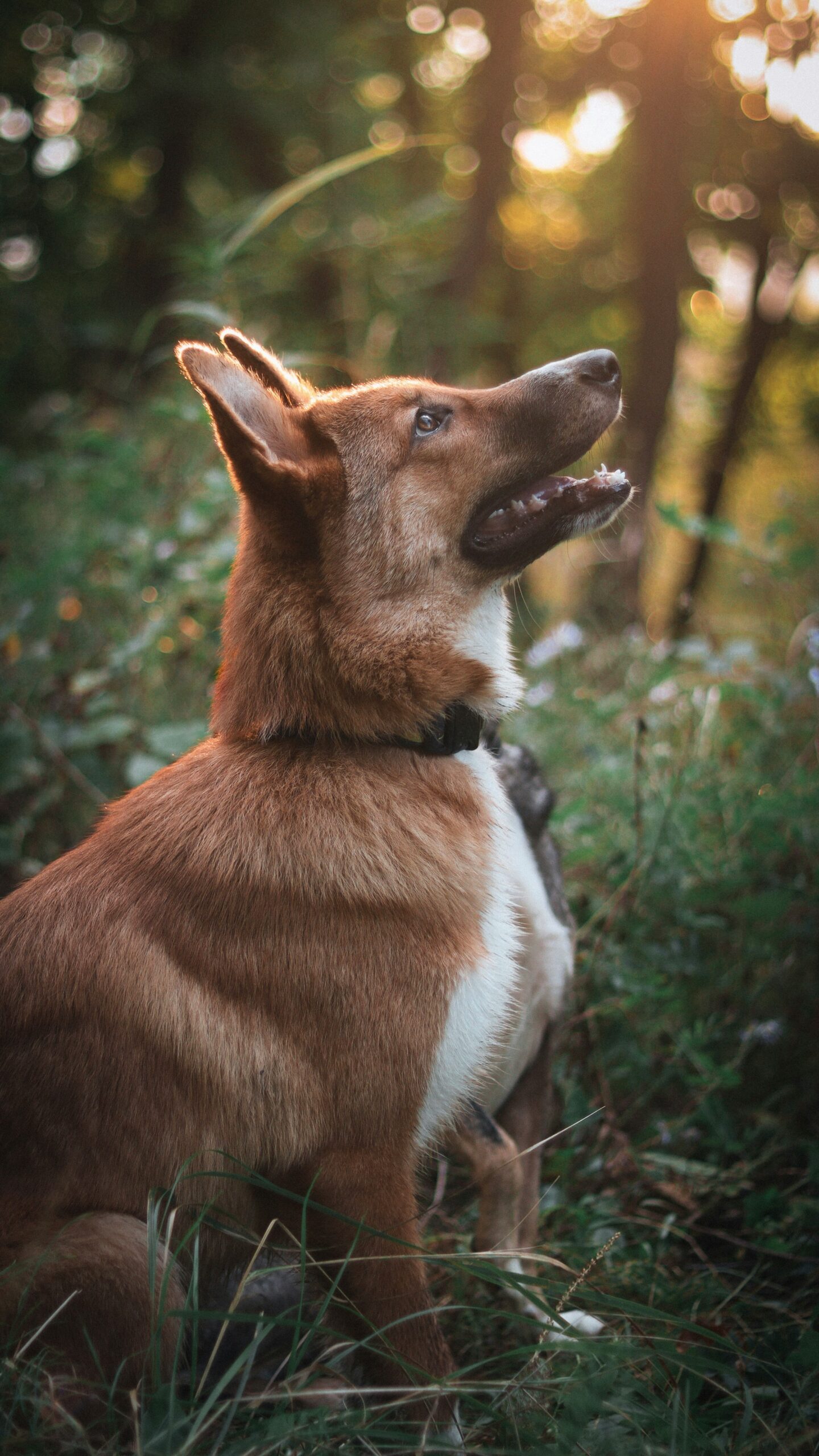 German Shepherd dog looking up in a sunlit forest with a joyful expression.